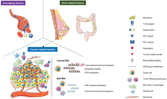 Predictive Biomarkers for Response to Immunotherapy in Triple Negative ...