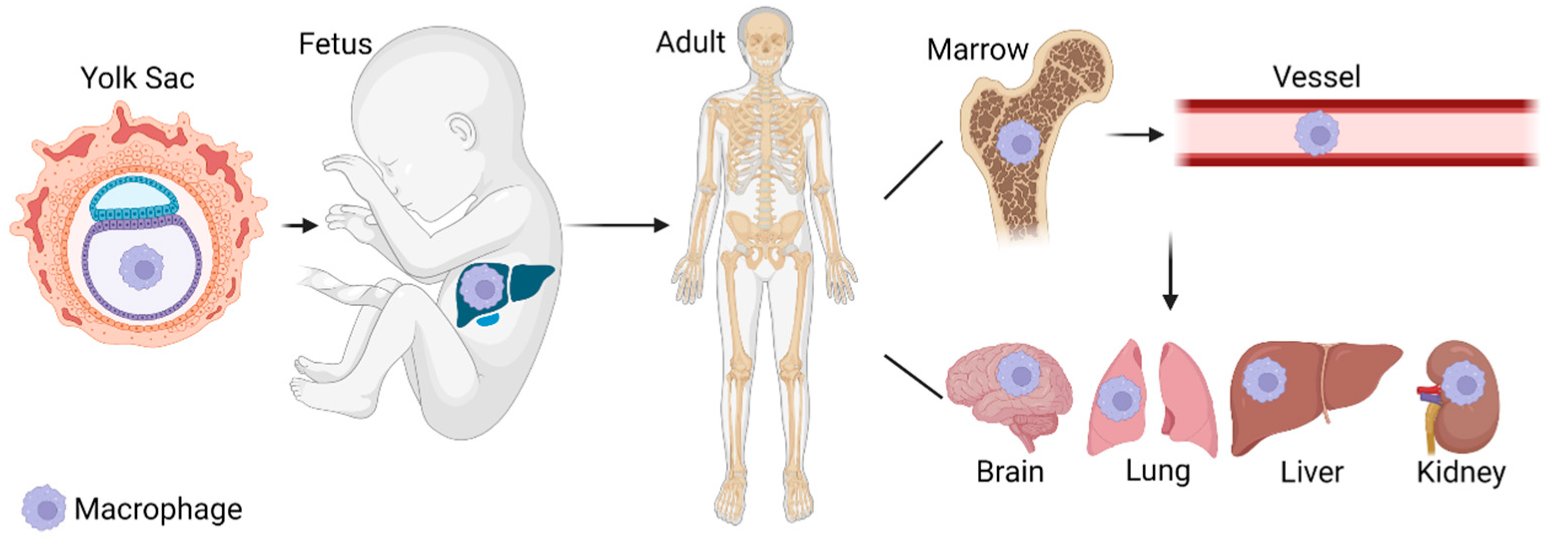Jcm 12 01101 g001 Jcm 12 01101 g001