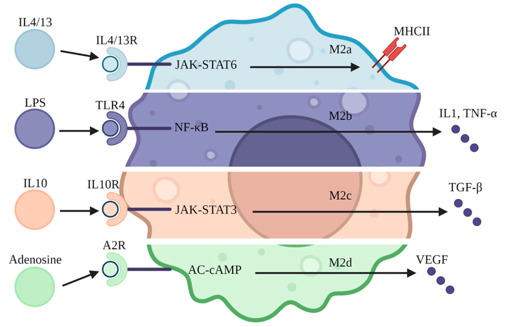 Jcm 12 01101 g003 Jcm 12 01101 g003