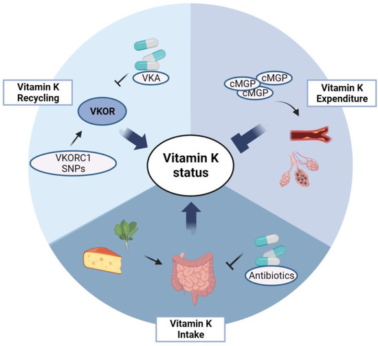 JCM Free FullText The Pleiotropic Role of Vitamin K in