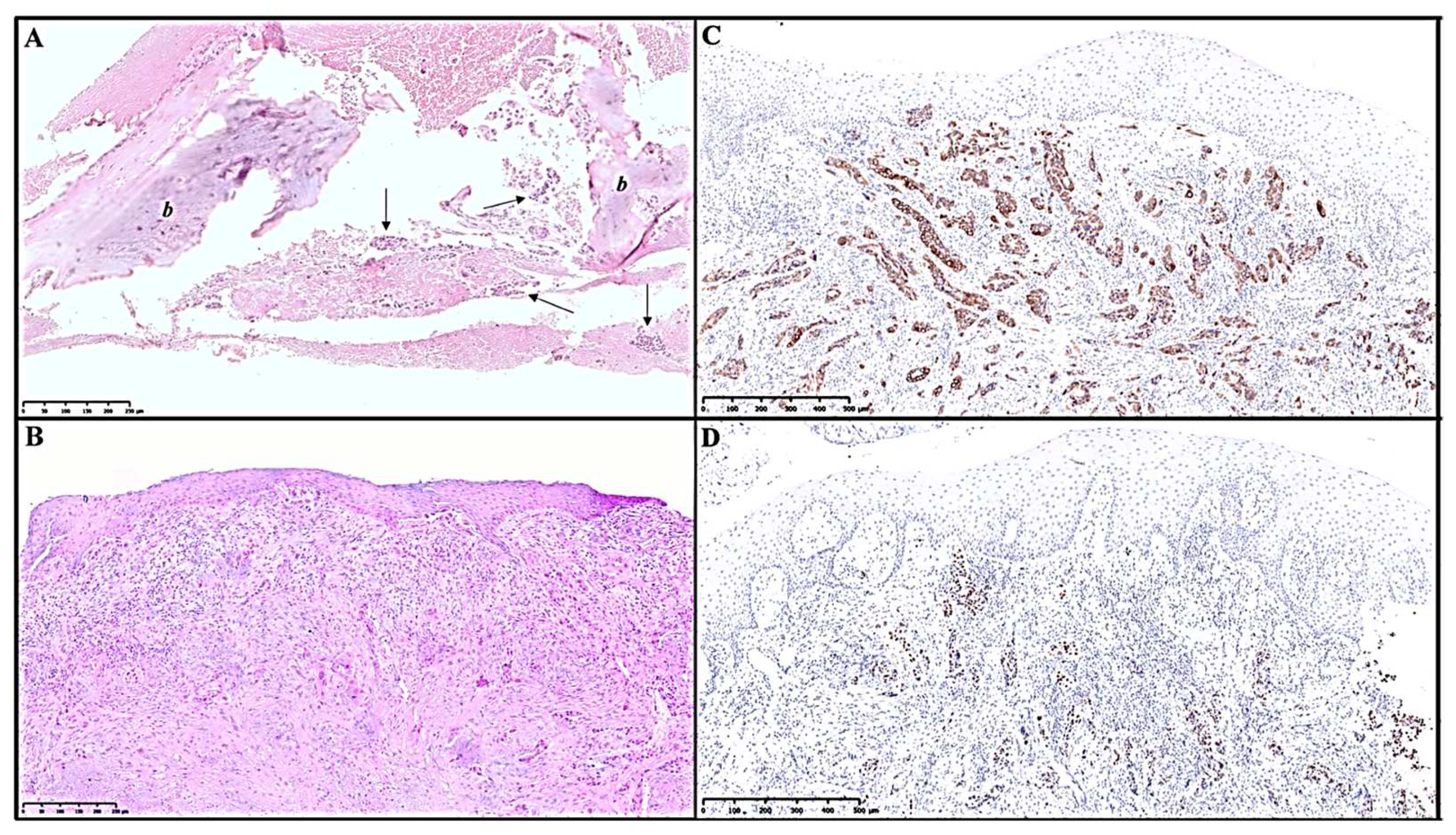 Jcm 12 01429 g006 Jcm 12 01429 g006