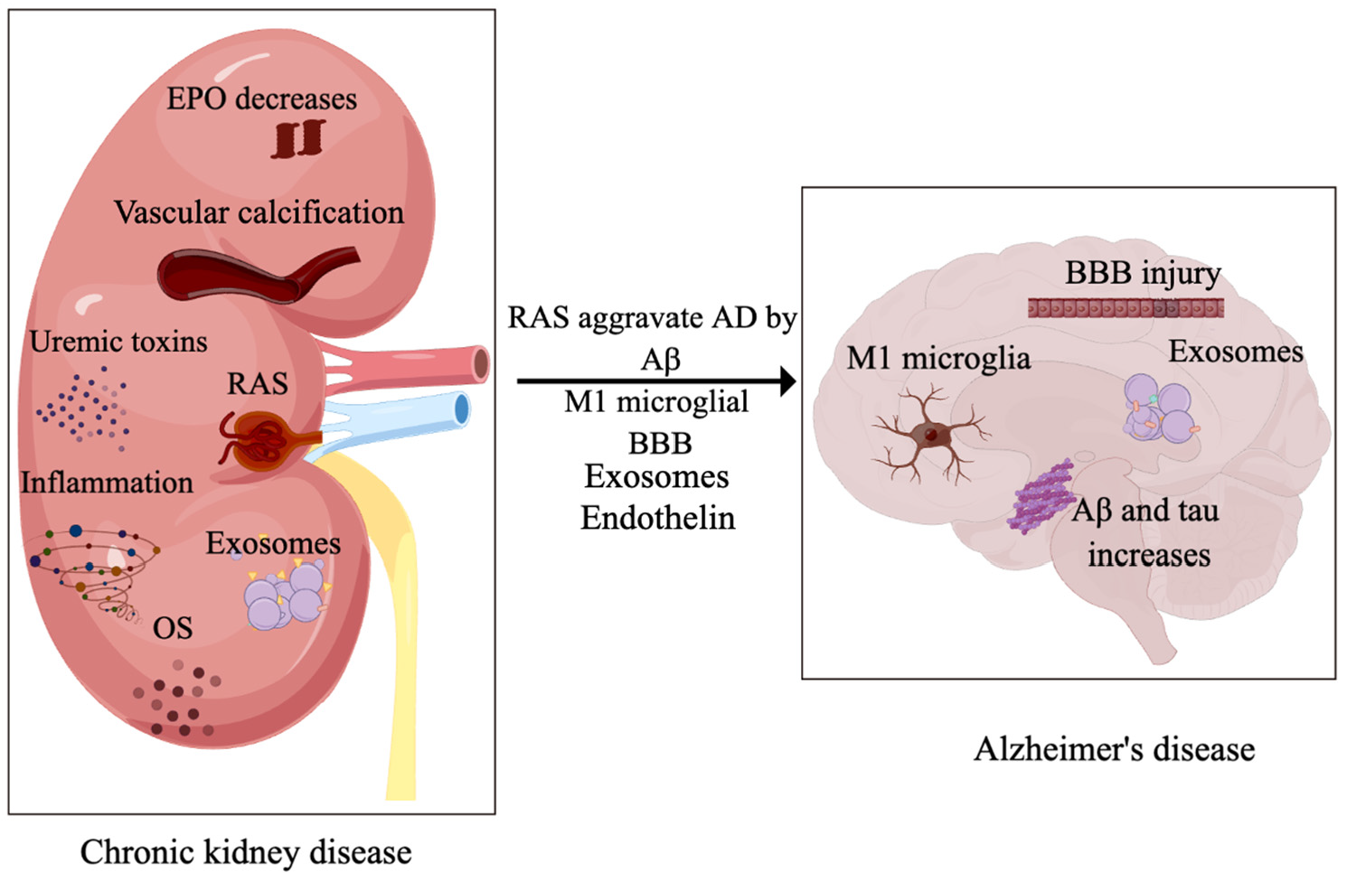 Pathogenesis Of Chronic Kidney Disease