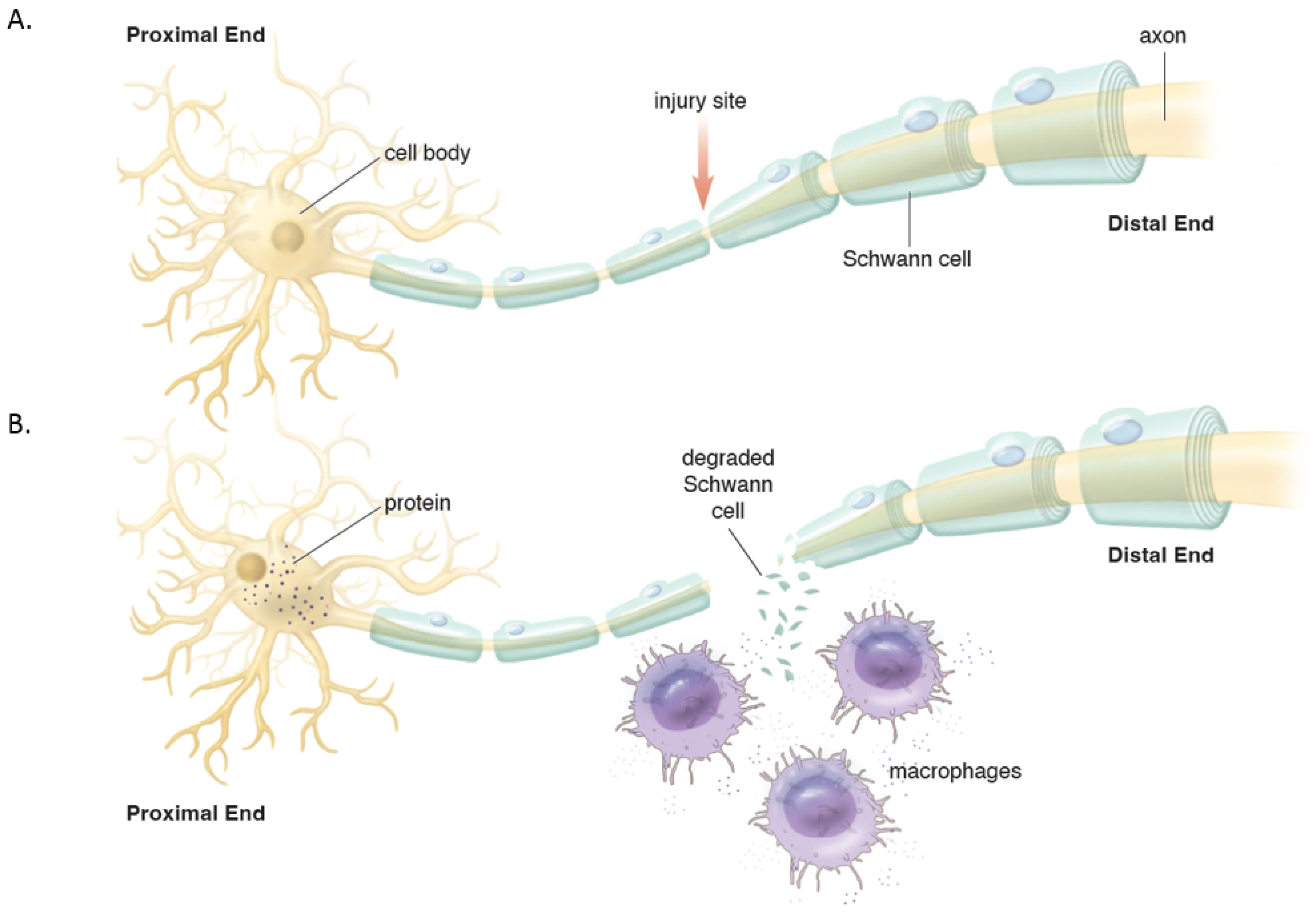 JCM Free FullText Molecular Basis of Surgical Coaptation