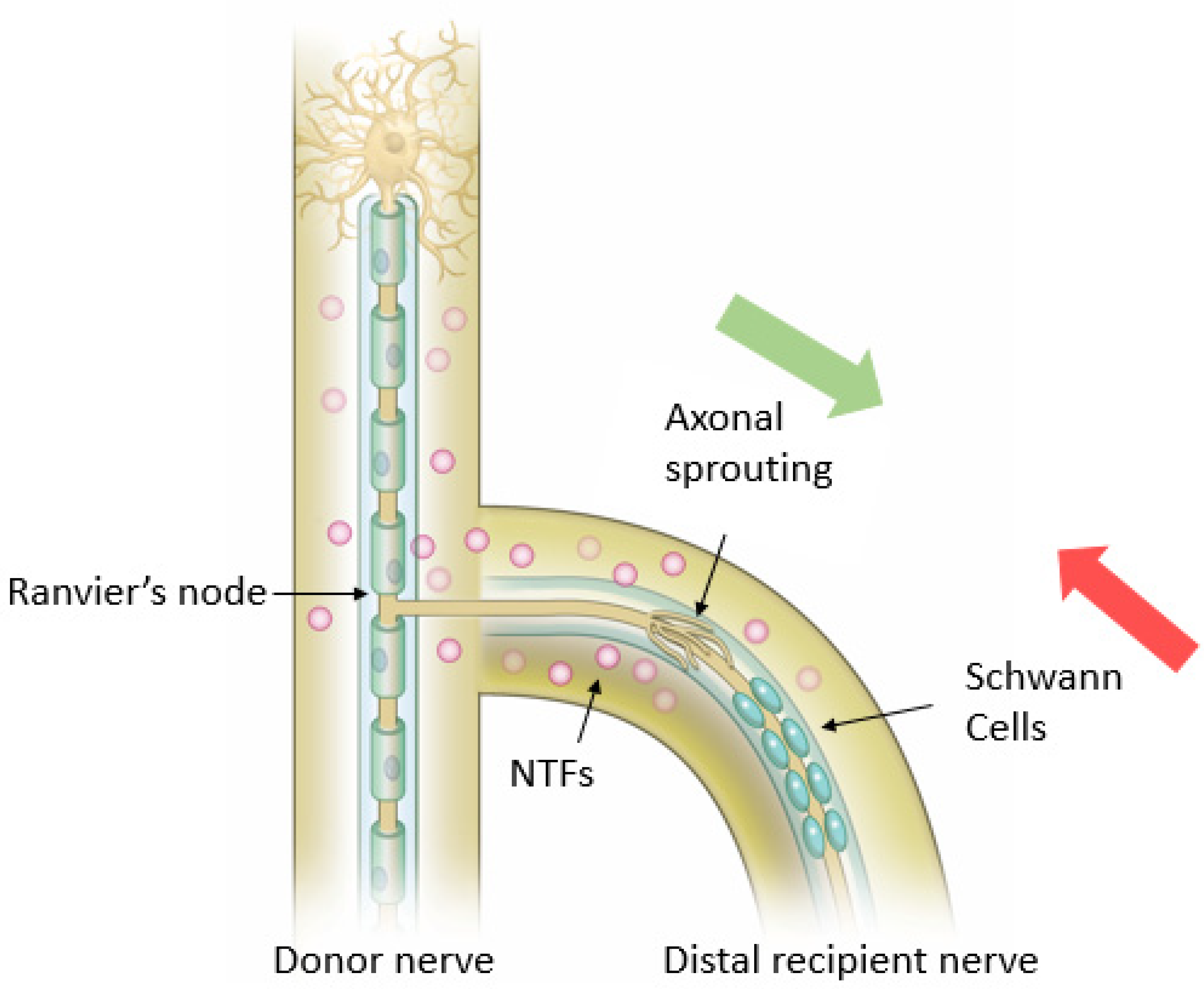 JCM Free FullText Molecular Basis of Surgical Coaptation