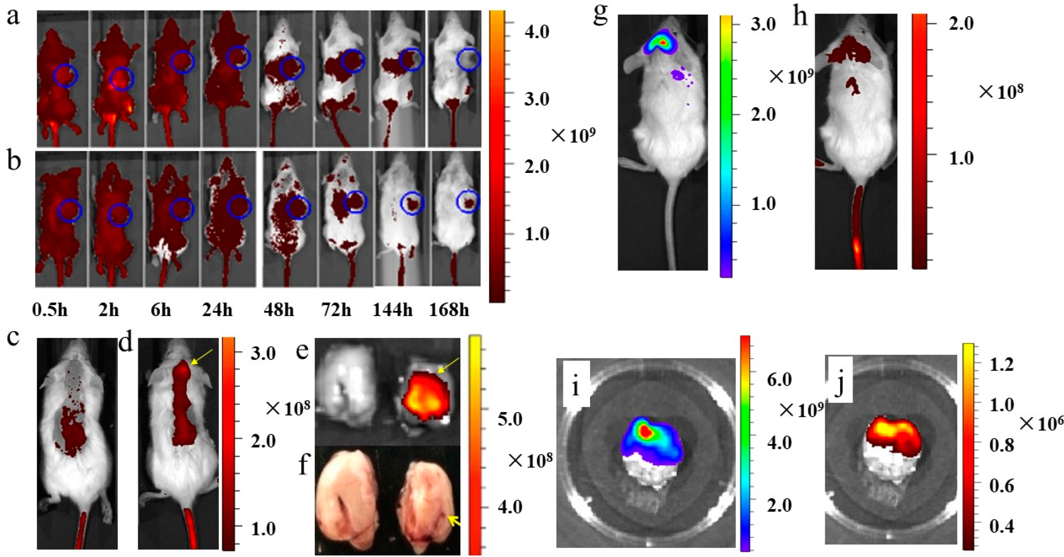 Jcm 12 01592 g005 Jcm 12 01592 g005