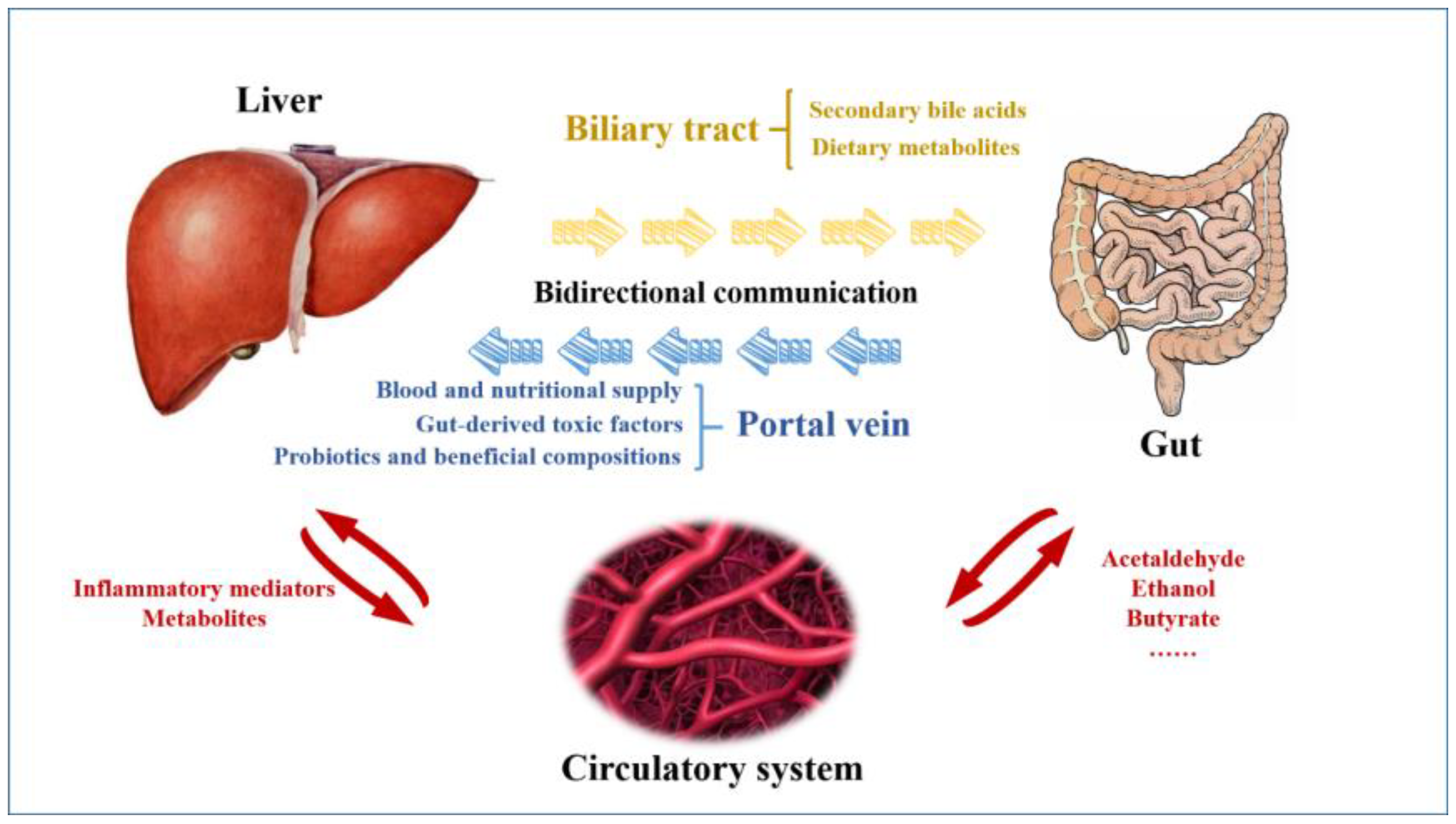 JCM Free FullText Research Progress of Fecal Microbiota