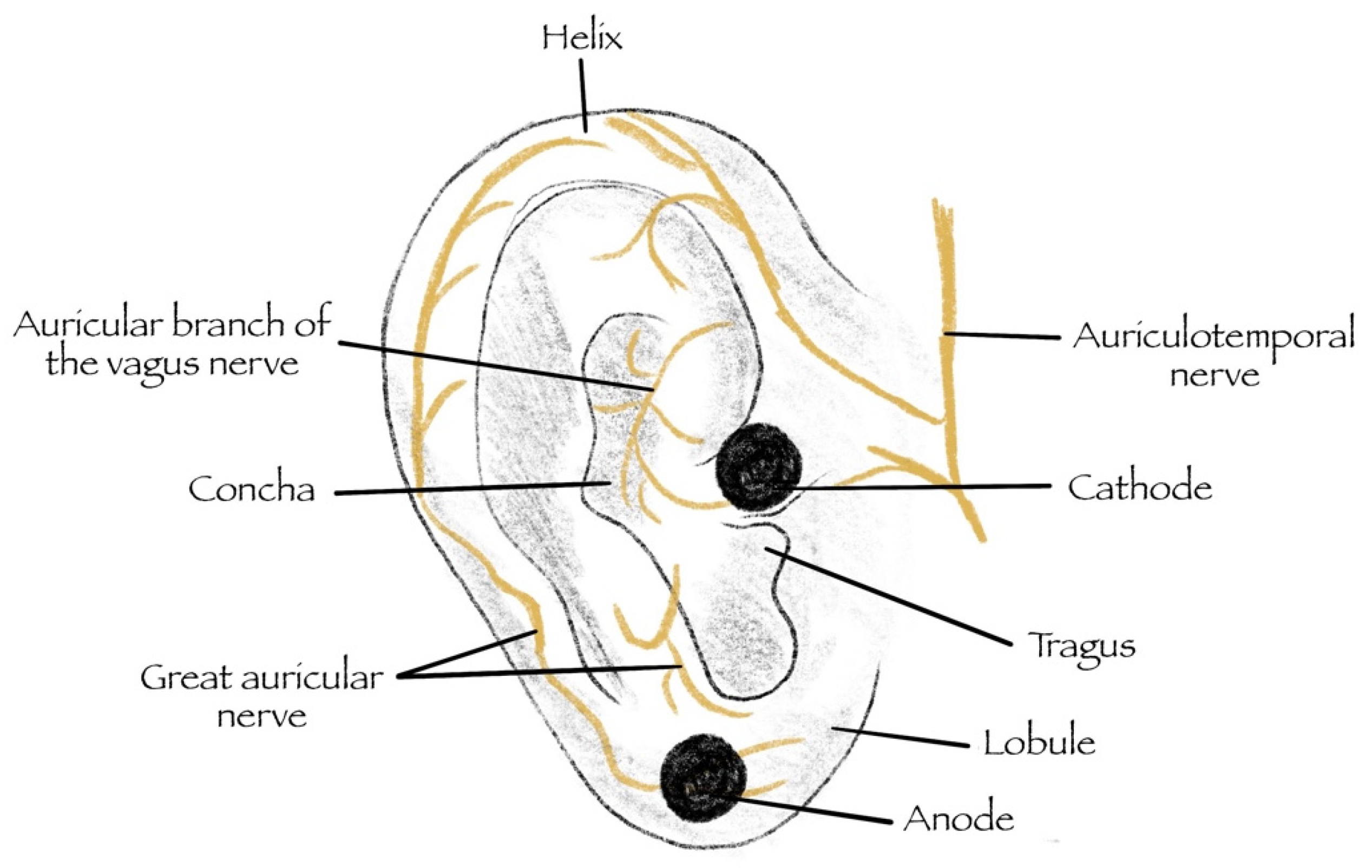 The Vagus nerve and how important is it to my overall Health?