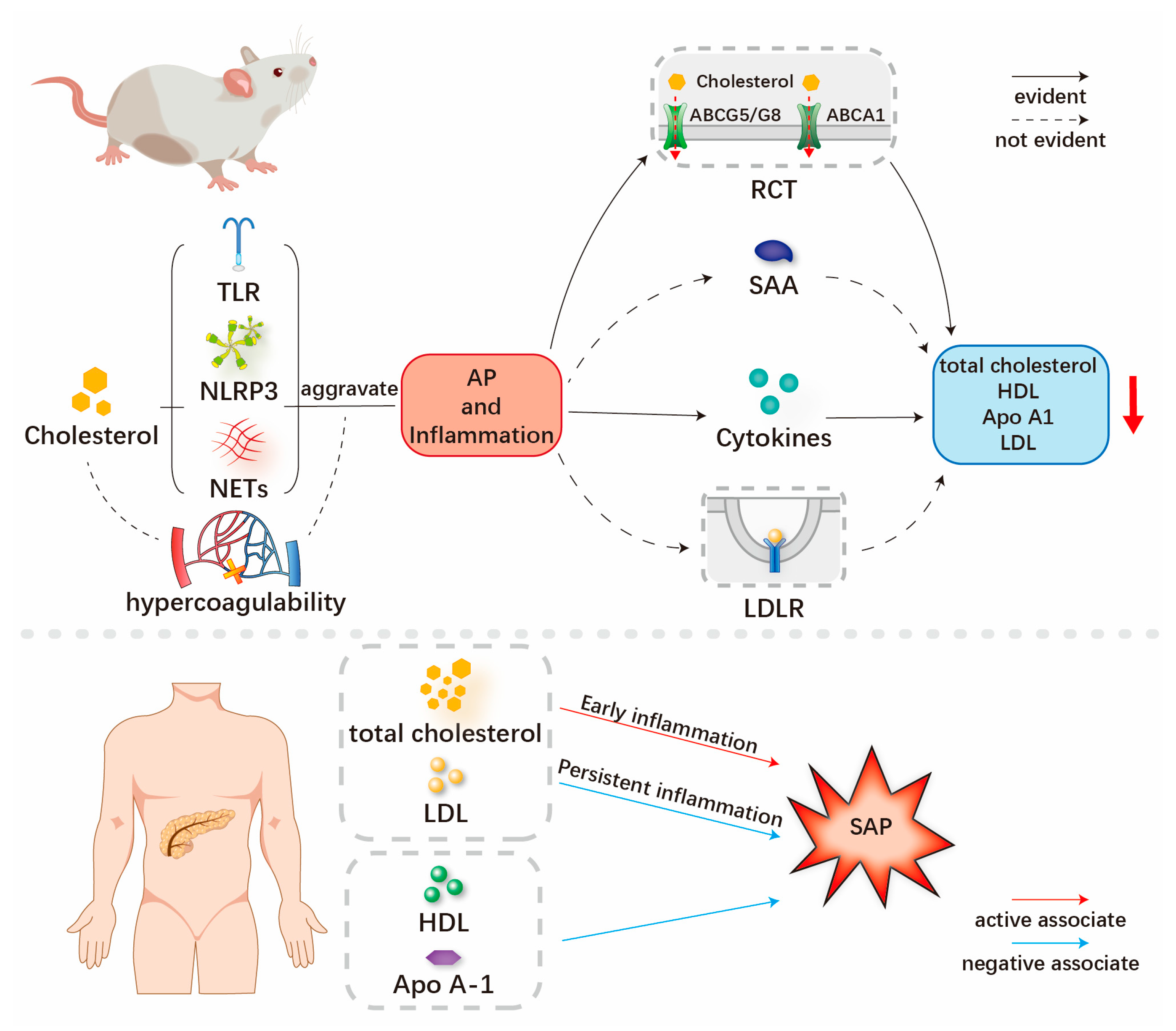 JCM Free FullText Relationship between CholesterolRelated Lipids