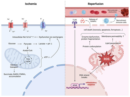 glutathione s conjugate A: Glutathione conjugation to a generic xenobiotic (X) via GST results