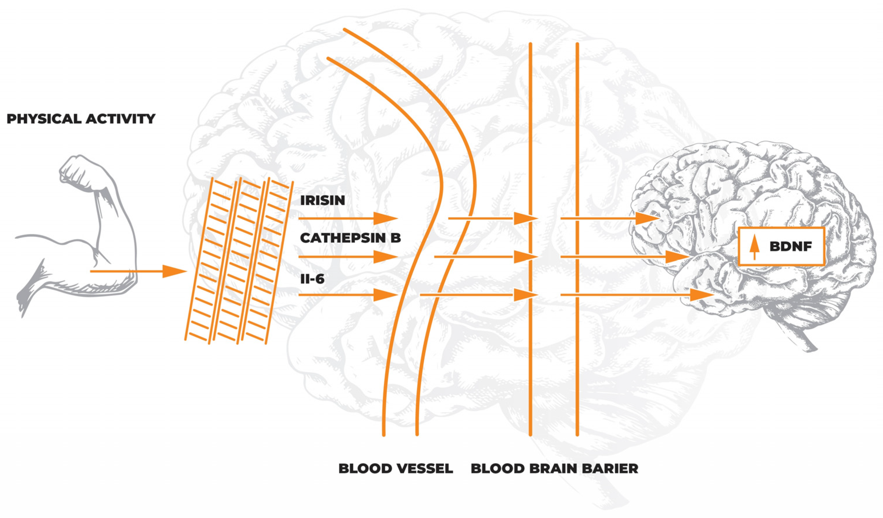Jcm 12 01880 g002 Jcm 12 01880 g002