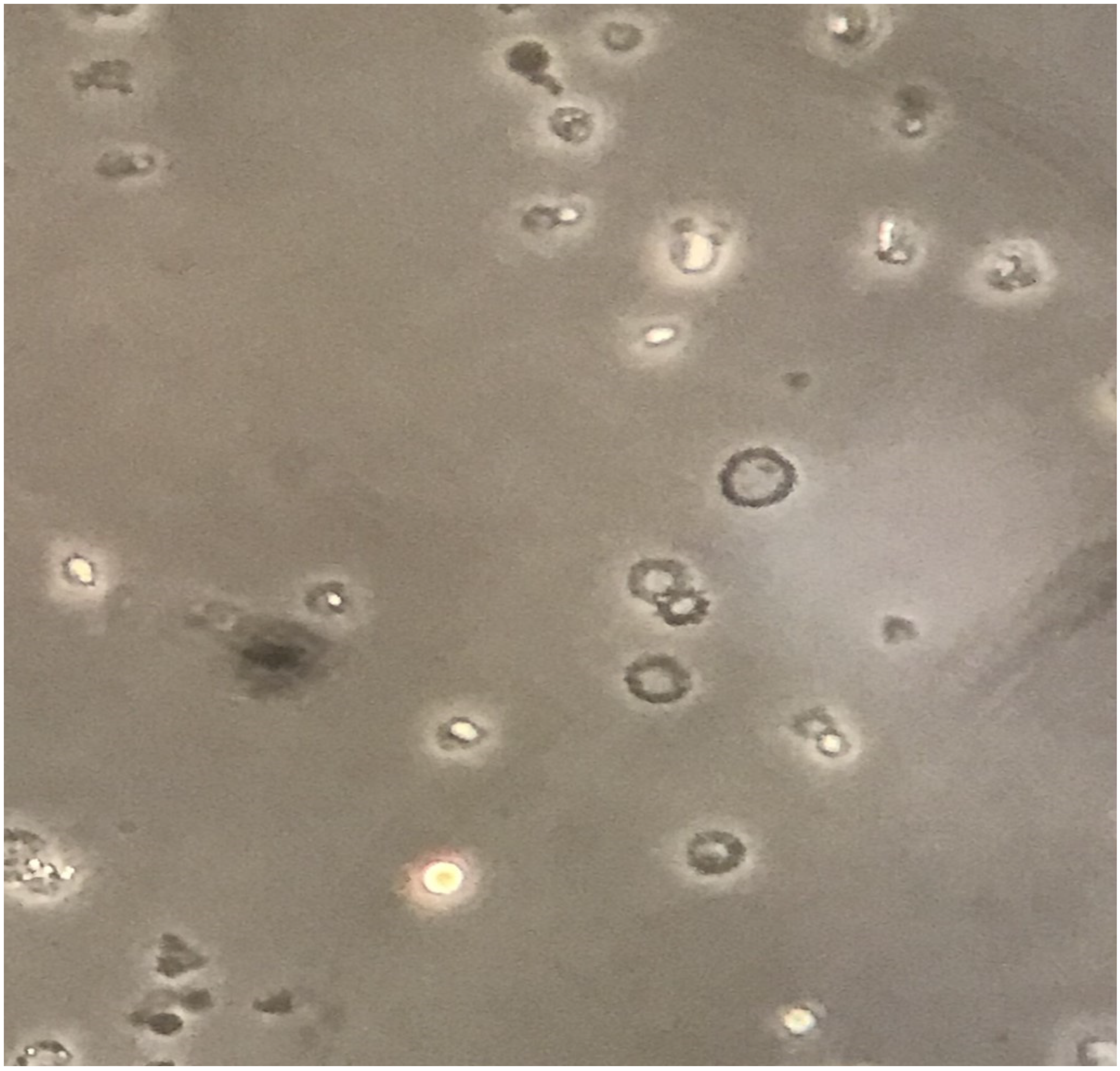 Jcm 12 01888 g001 Jcm 12 01888 g001