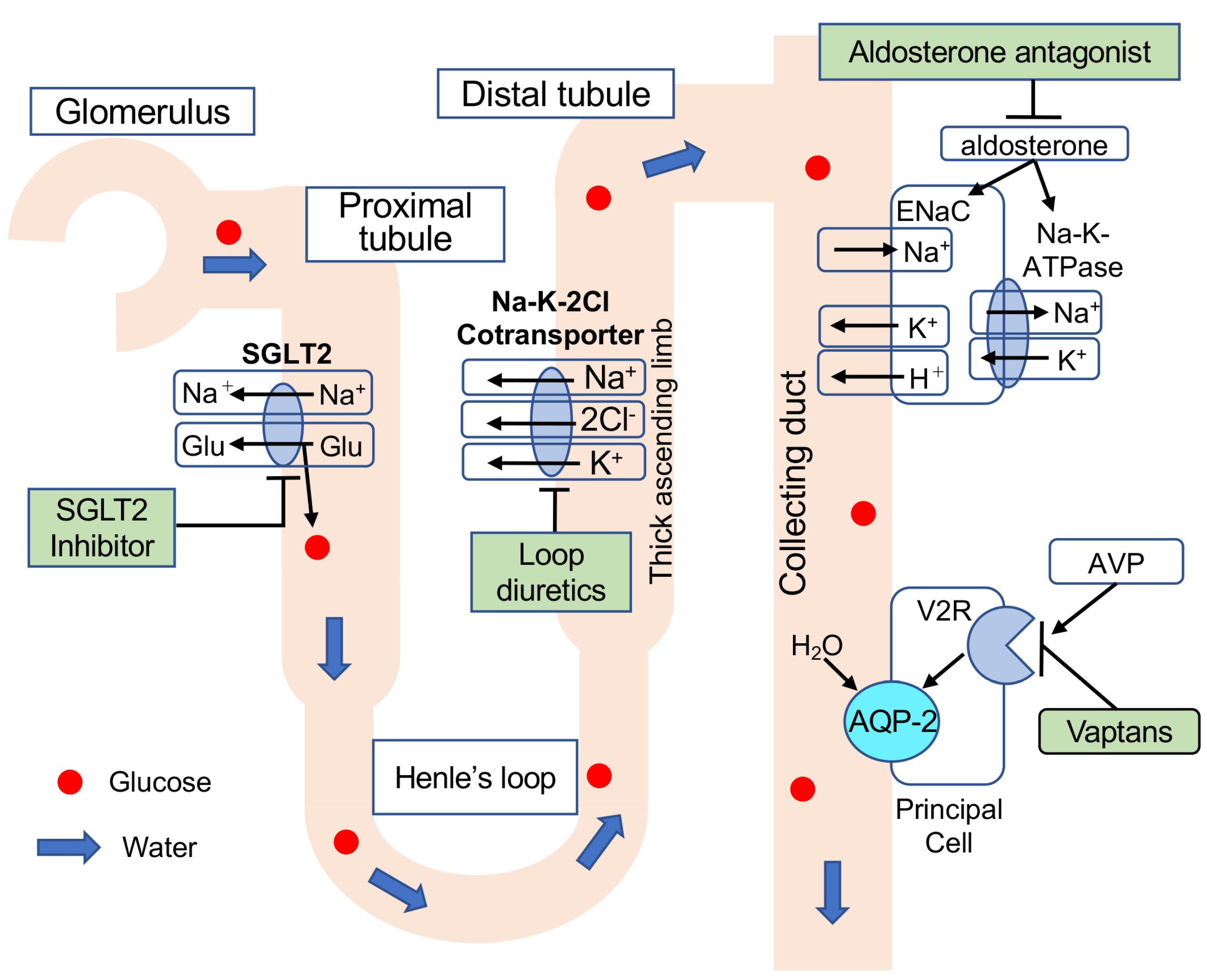 JCM Free FullText The Effects of SGLT2 Inhibitors on Liver