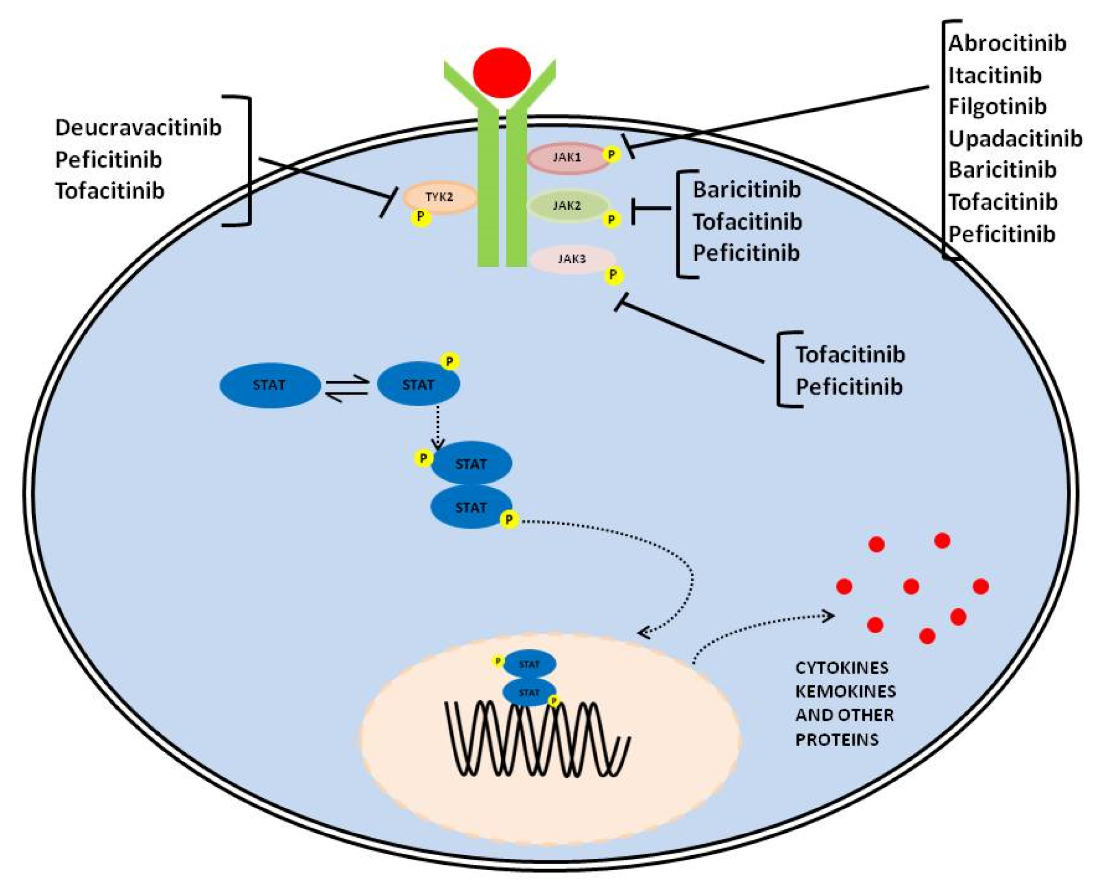 JCM Free Full Text The Use of JAK/STAT Inhibitors in Chronic JCM Free Full Text The Use of JAK/STAT Inhibitors in Chronic