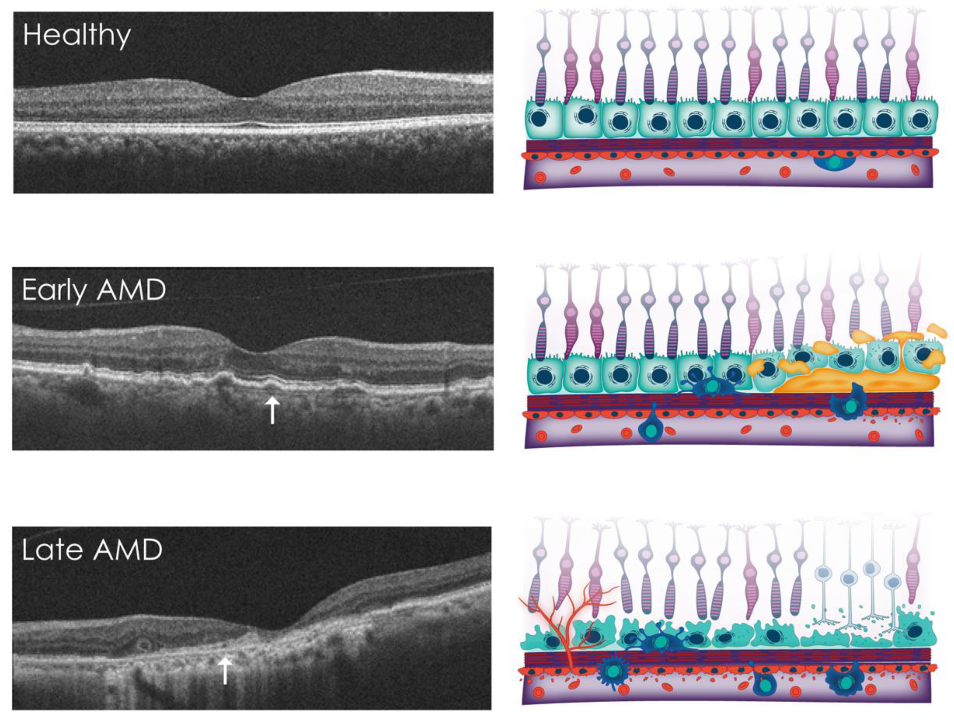 Jcm 12 02870 g003 Jcm 12 02870 g003