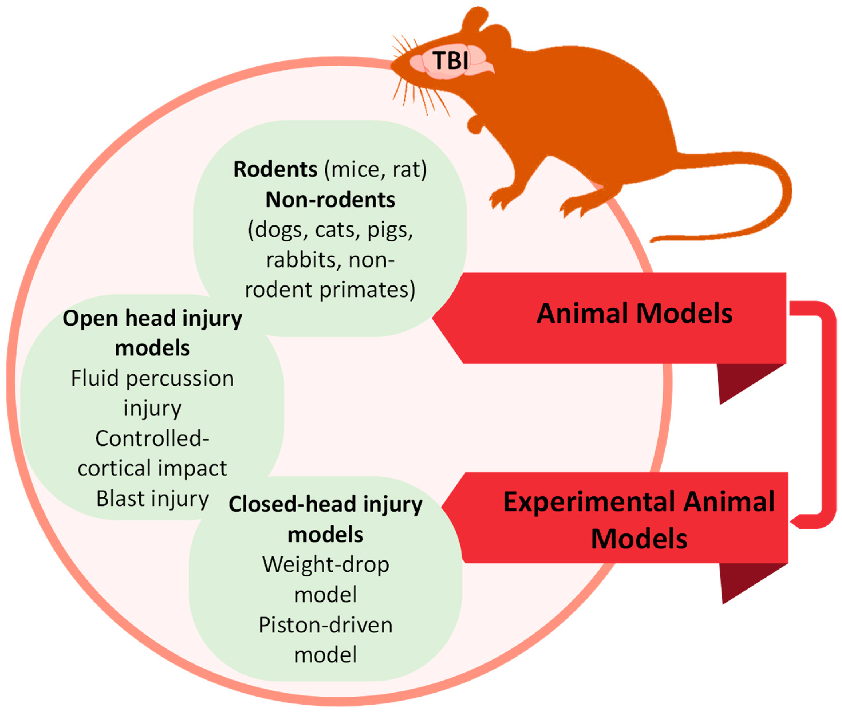 A Rat King'  Rat king, Rats, Deformed animals