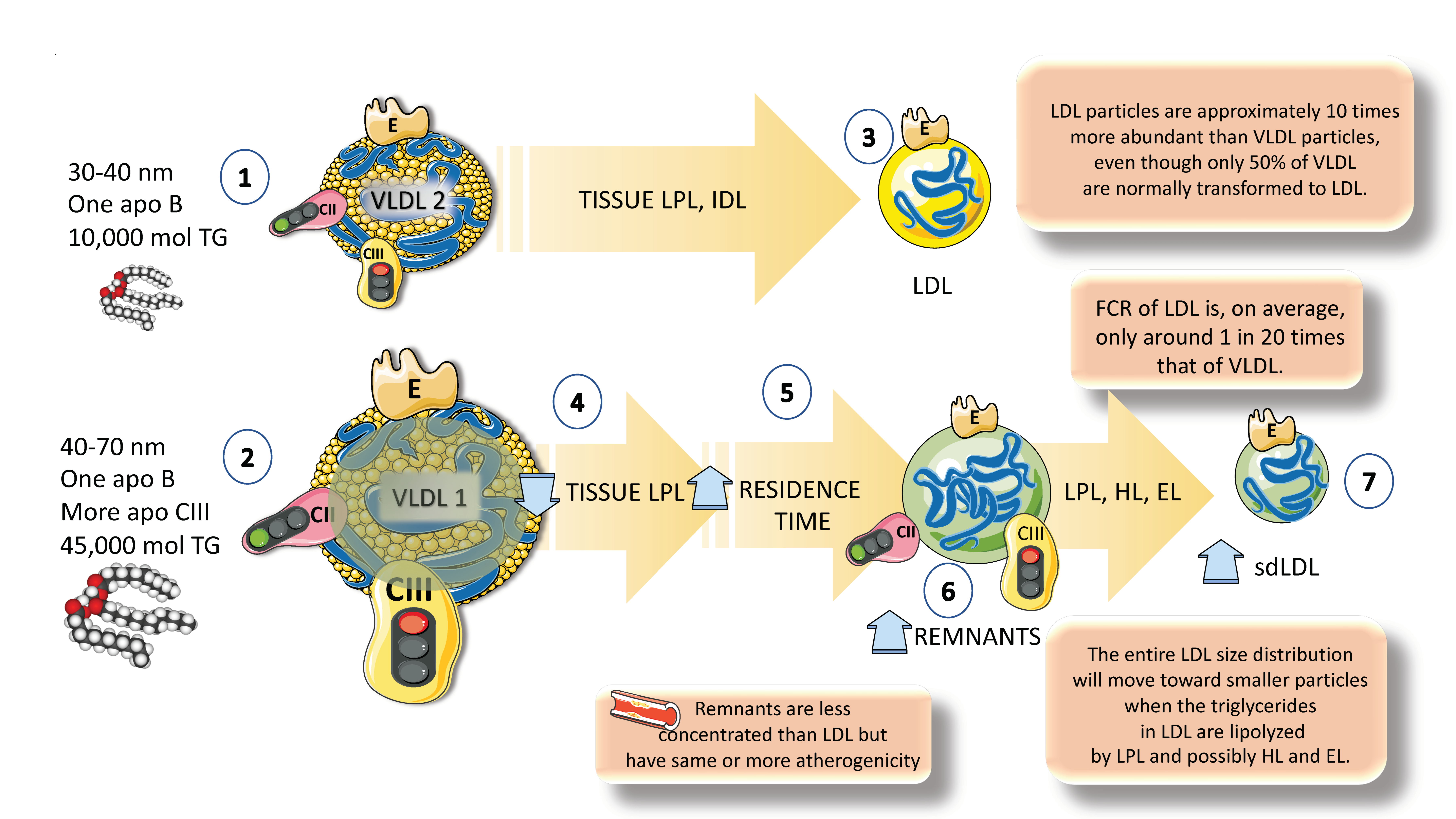 Jcm 12 04399 g005 Jcm 12 04399 g005