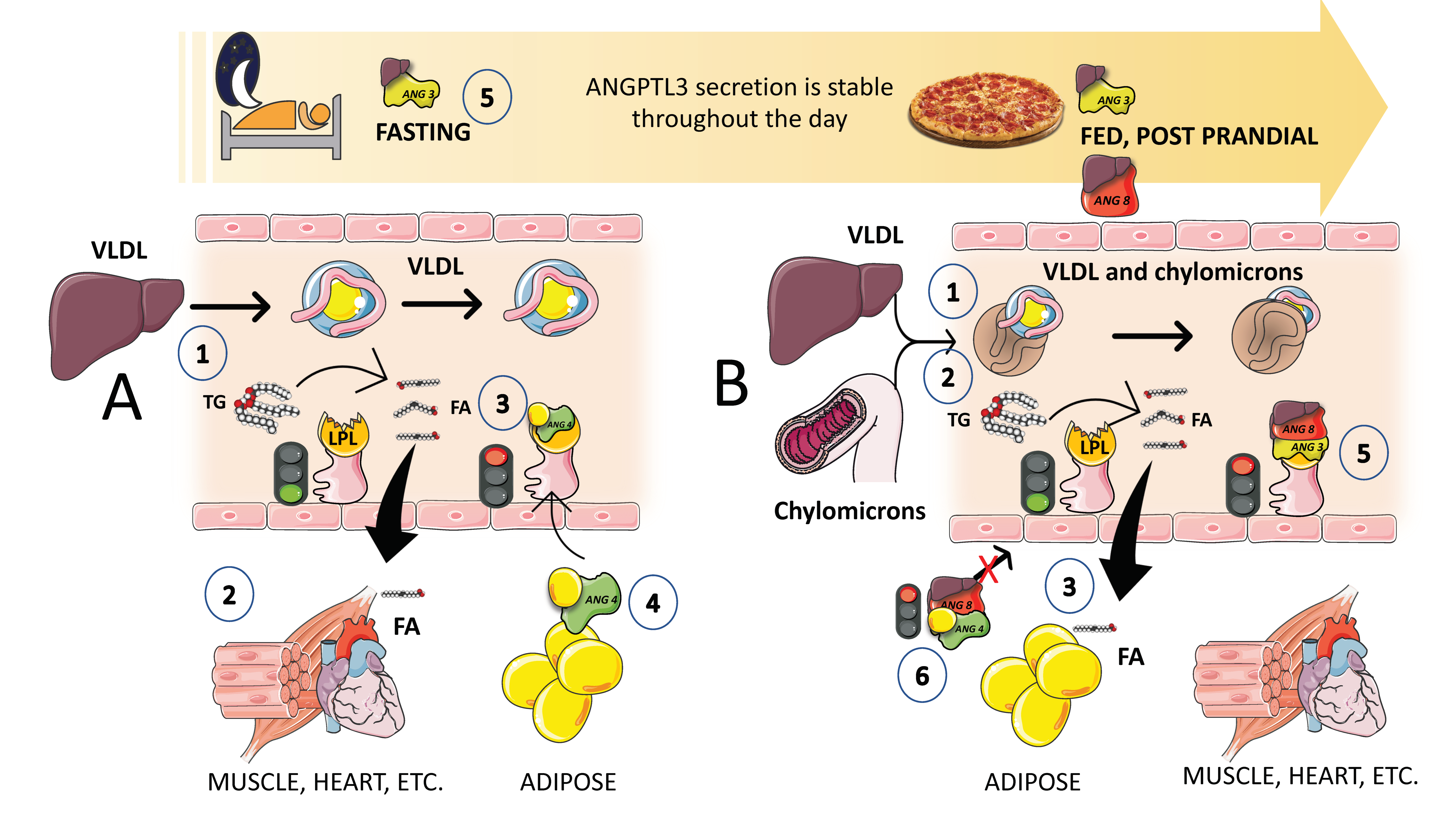 Jcm 12 04399 g007 Jcm 12 04399 g007