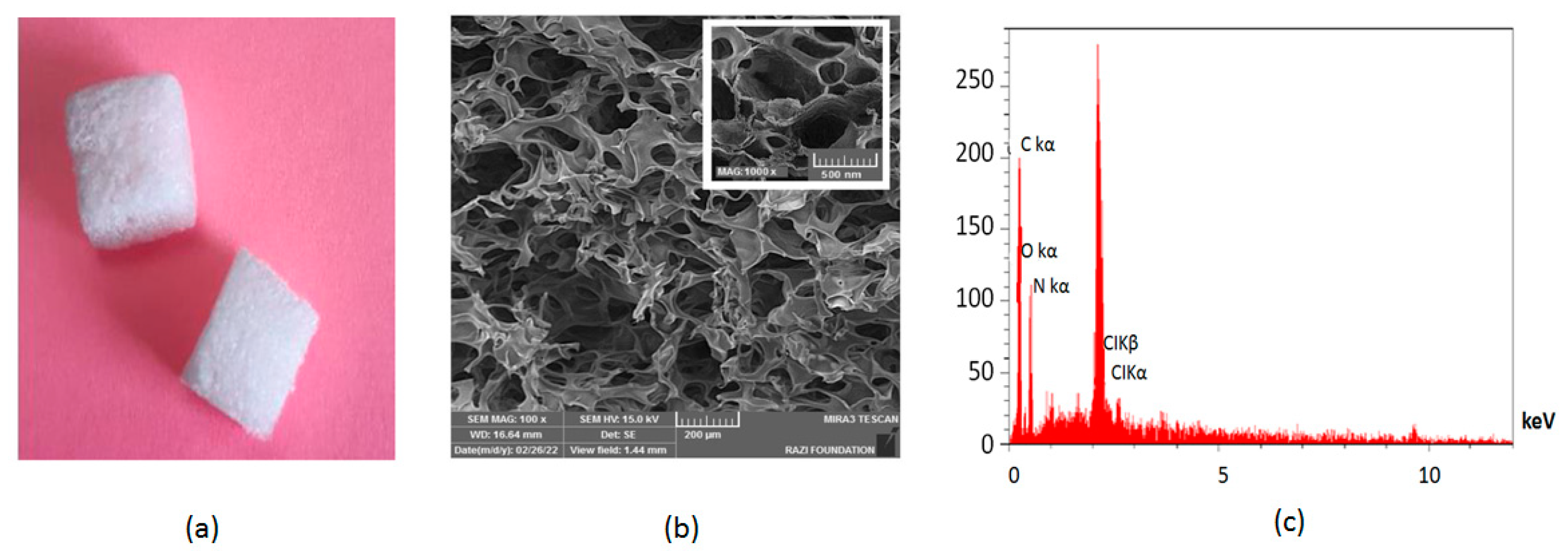 JCM Free FullText Efficacy of a New Hemostatic Dental Sponge in
