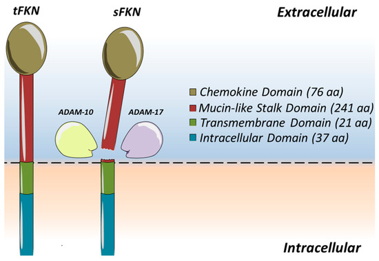 その他 GC Aging Hallmarks and the Role of Oxidative Stress