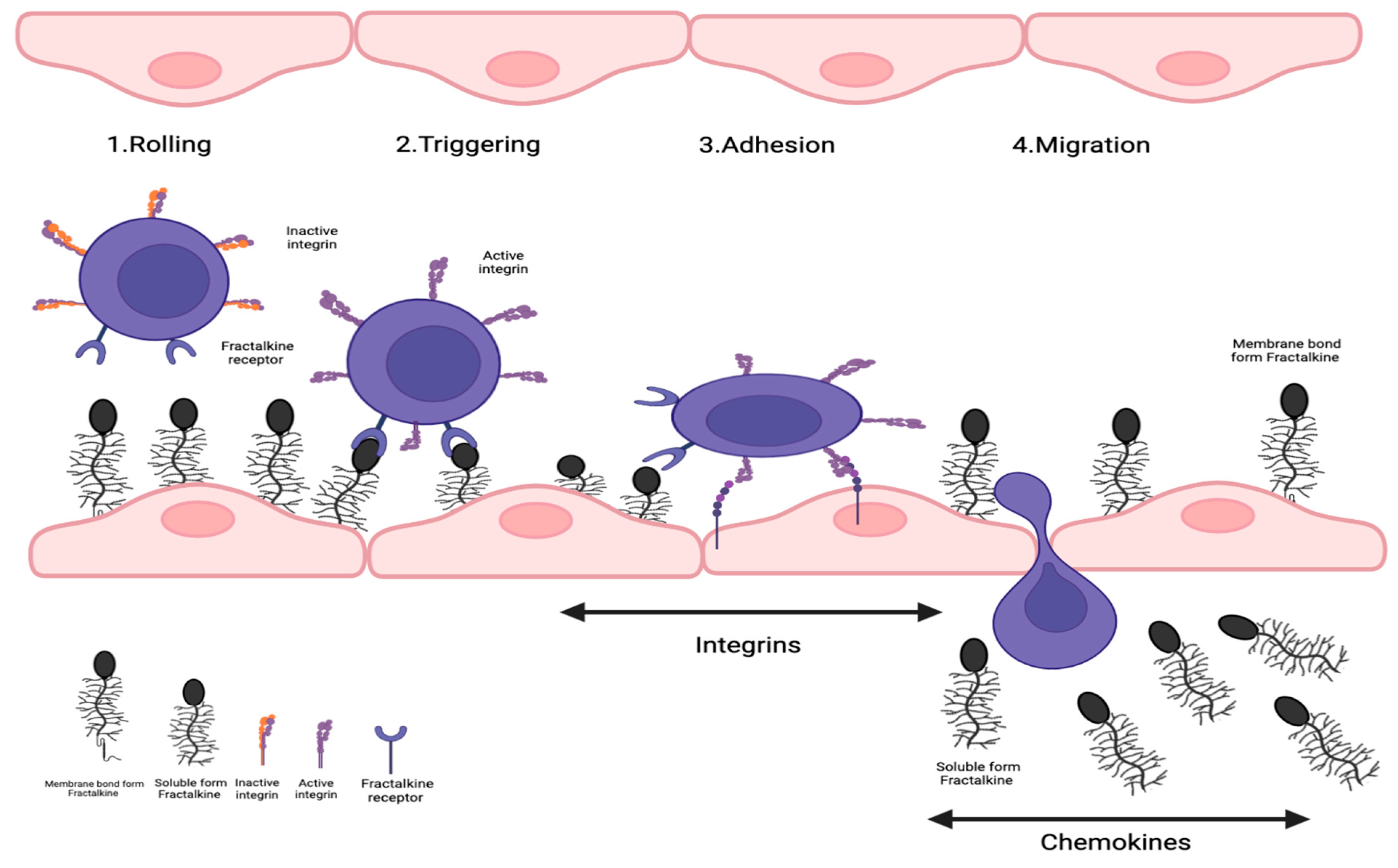 Fractalkine Signalling (CX3CL1/CX3CR1 Axis) as an Emerging