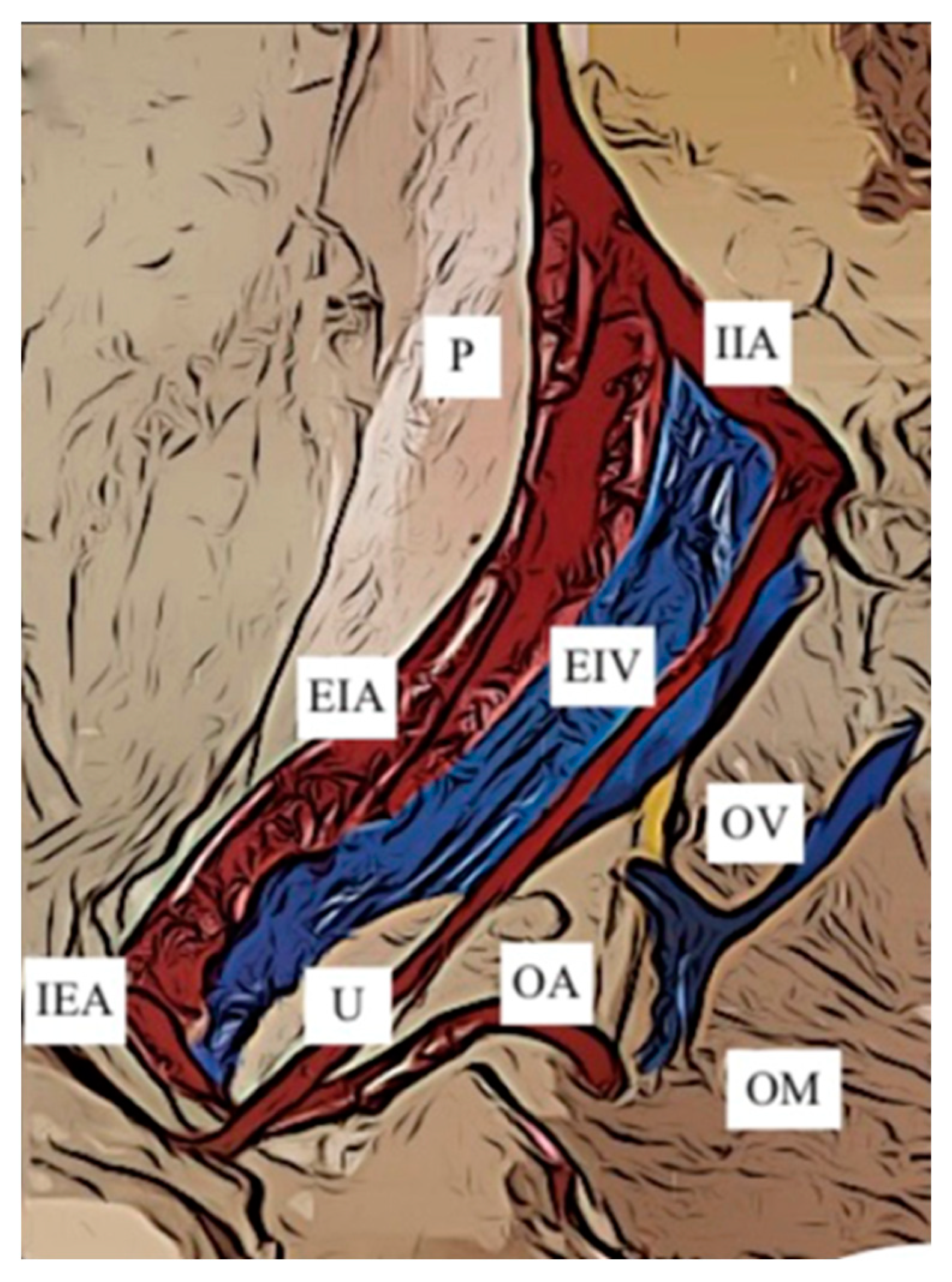 Jcm 12 04932 g009 Jcm 12 04932 g009
