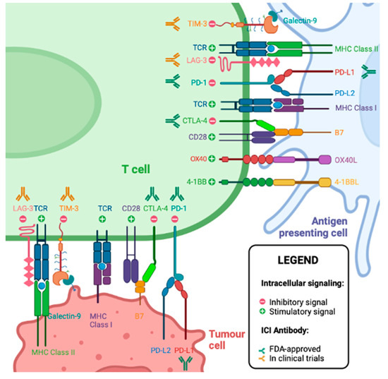 Biomarkers for Immune Checkpoint Inhibitors in Renal Cell