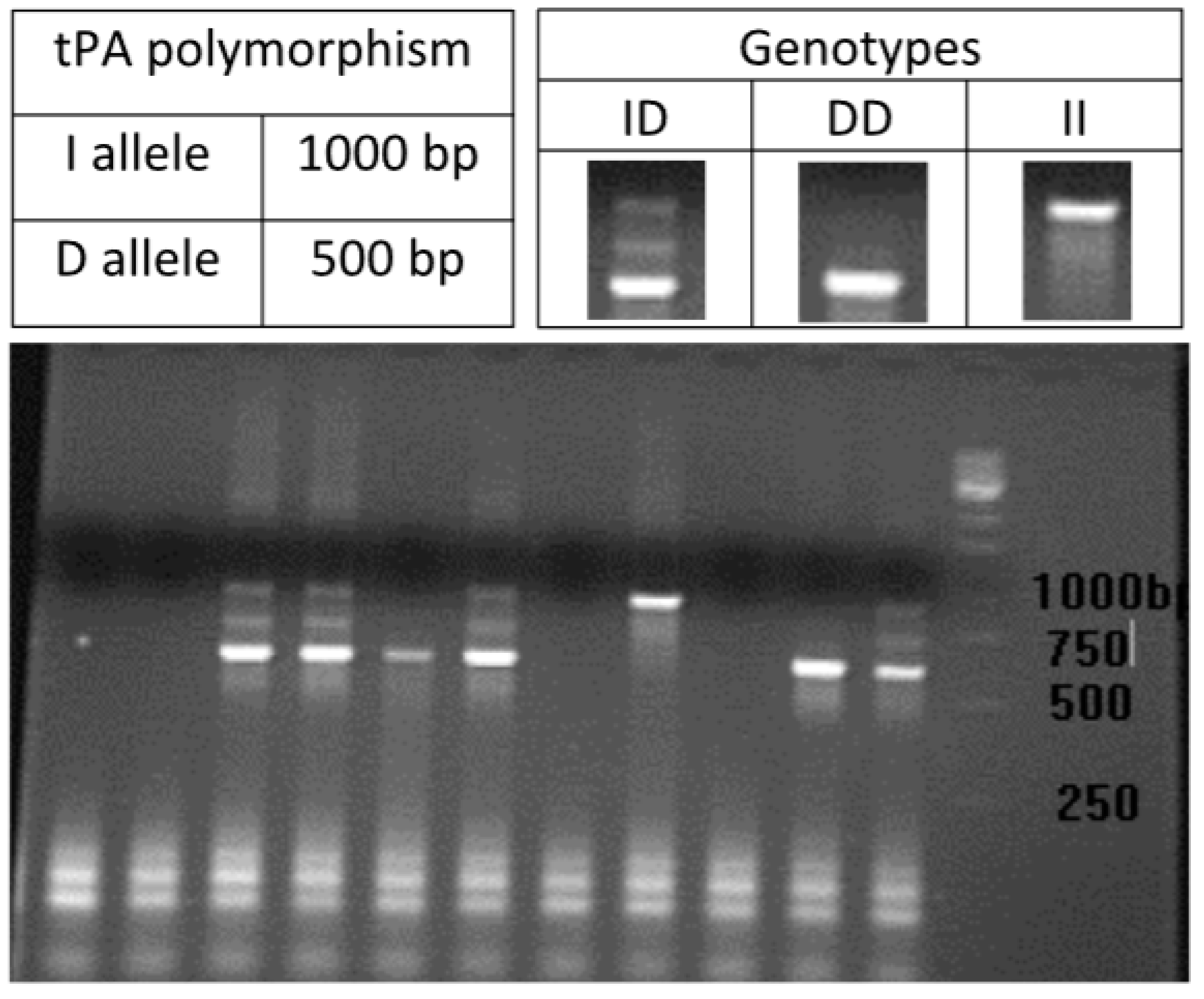 Jcm 12 05209 g001 Jcm 12 05209 g001
