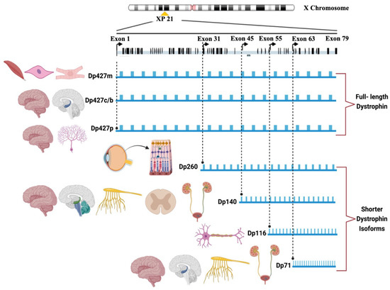 Duchenne Muscular Dystrophy from Brain to Muscle: The Role