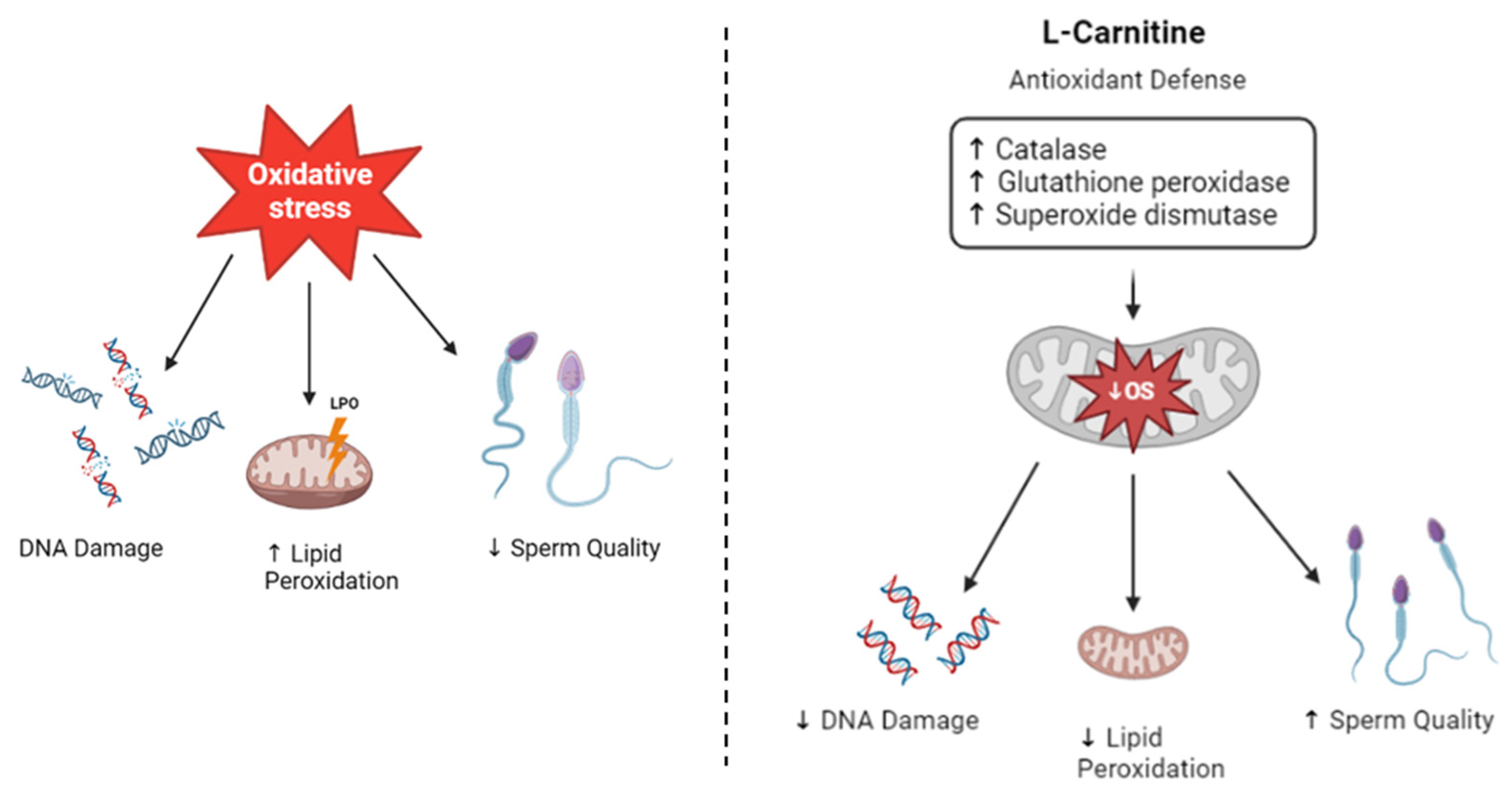 JCM Free FullText LCarnitine and Male Fertility Is