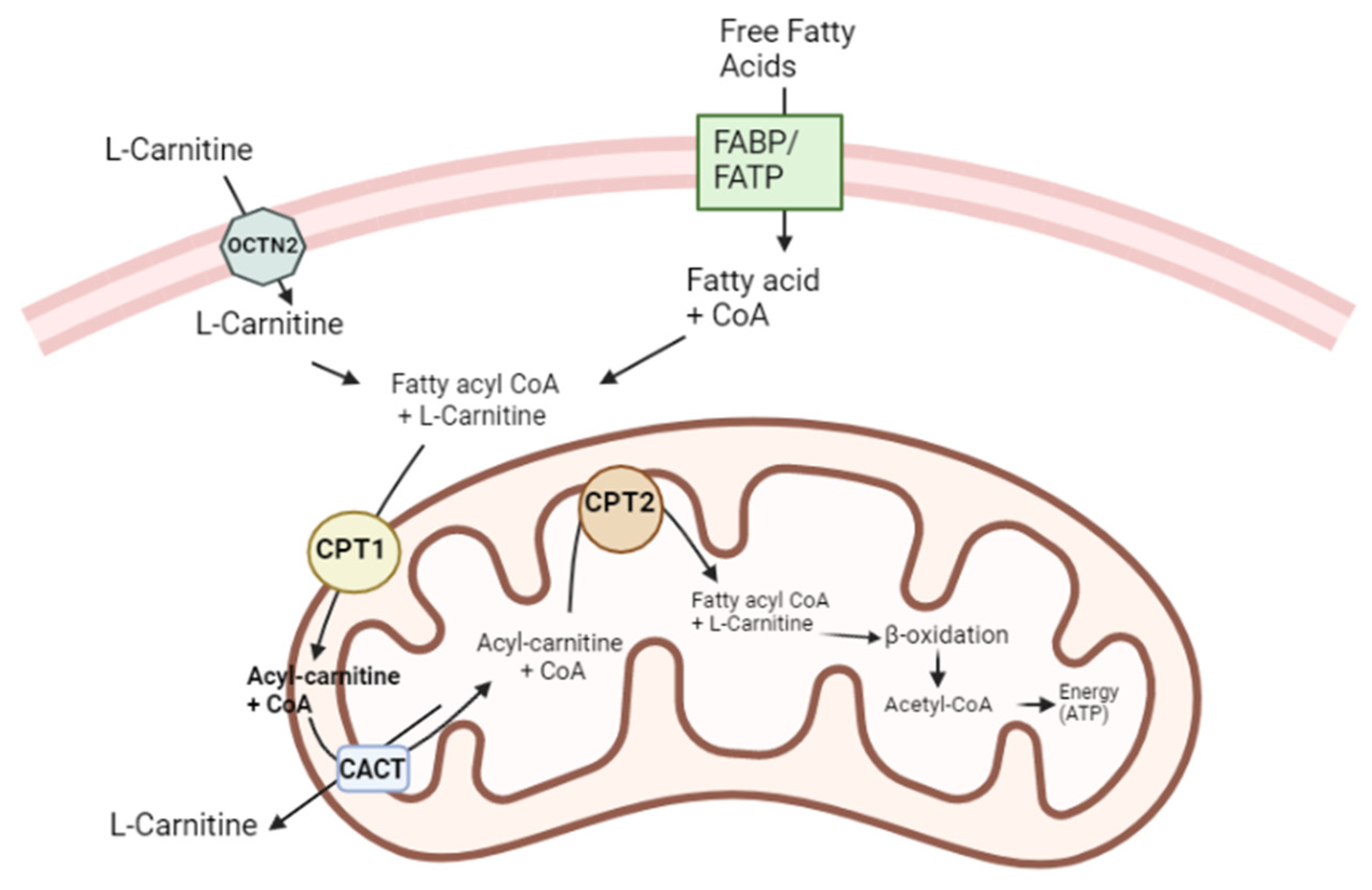 JCM Free FullText LCarnitine and Male Fertility Is