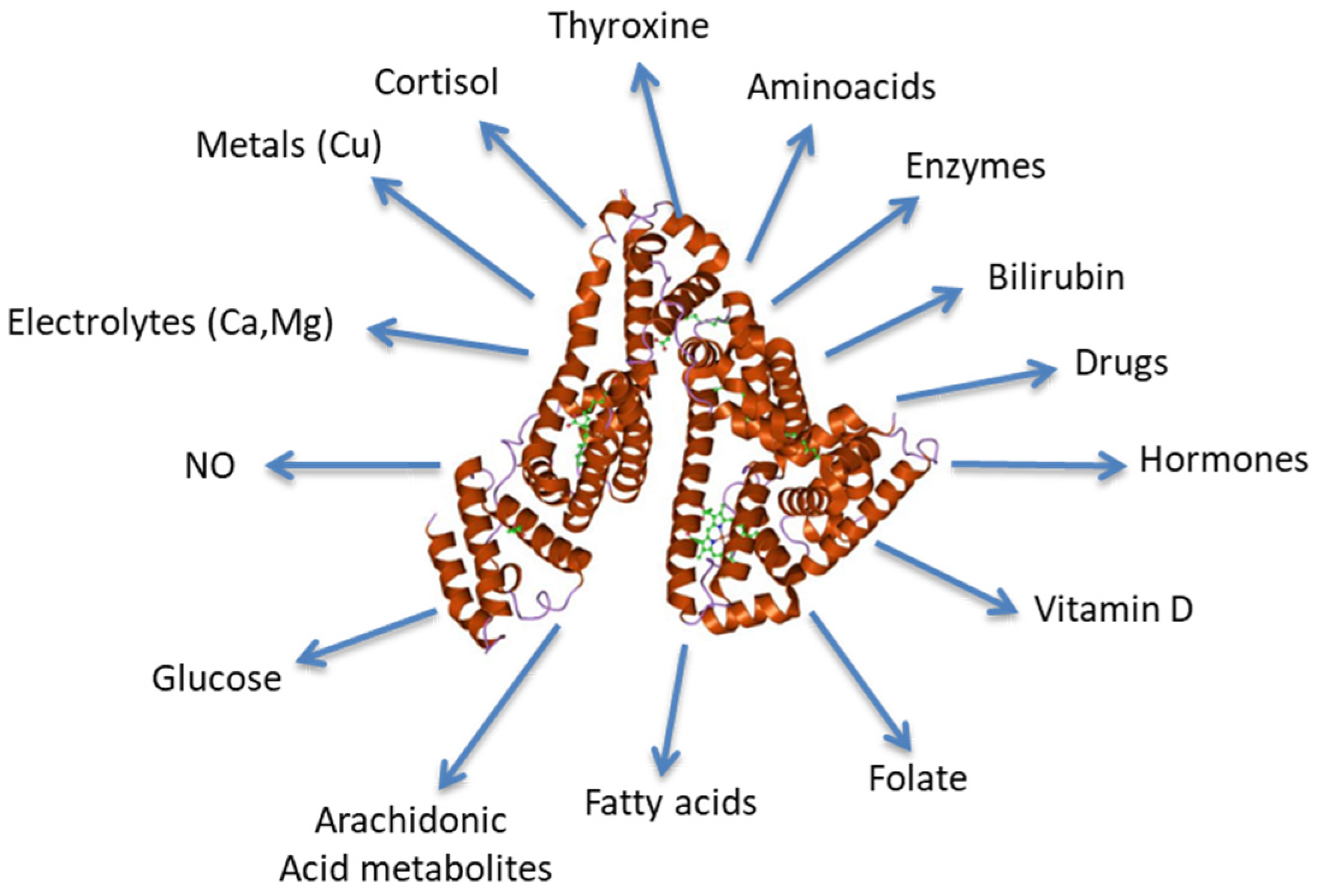 JCM Free FullText Serum Albumin Levels A Biomarker to Be
