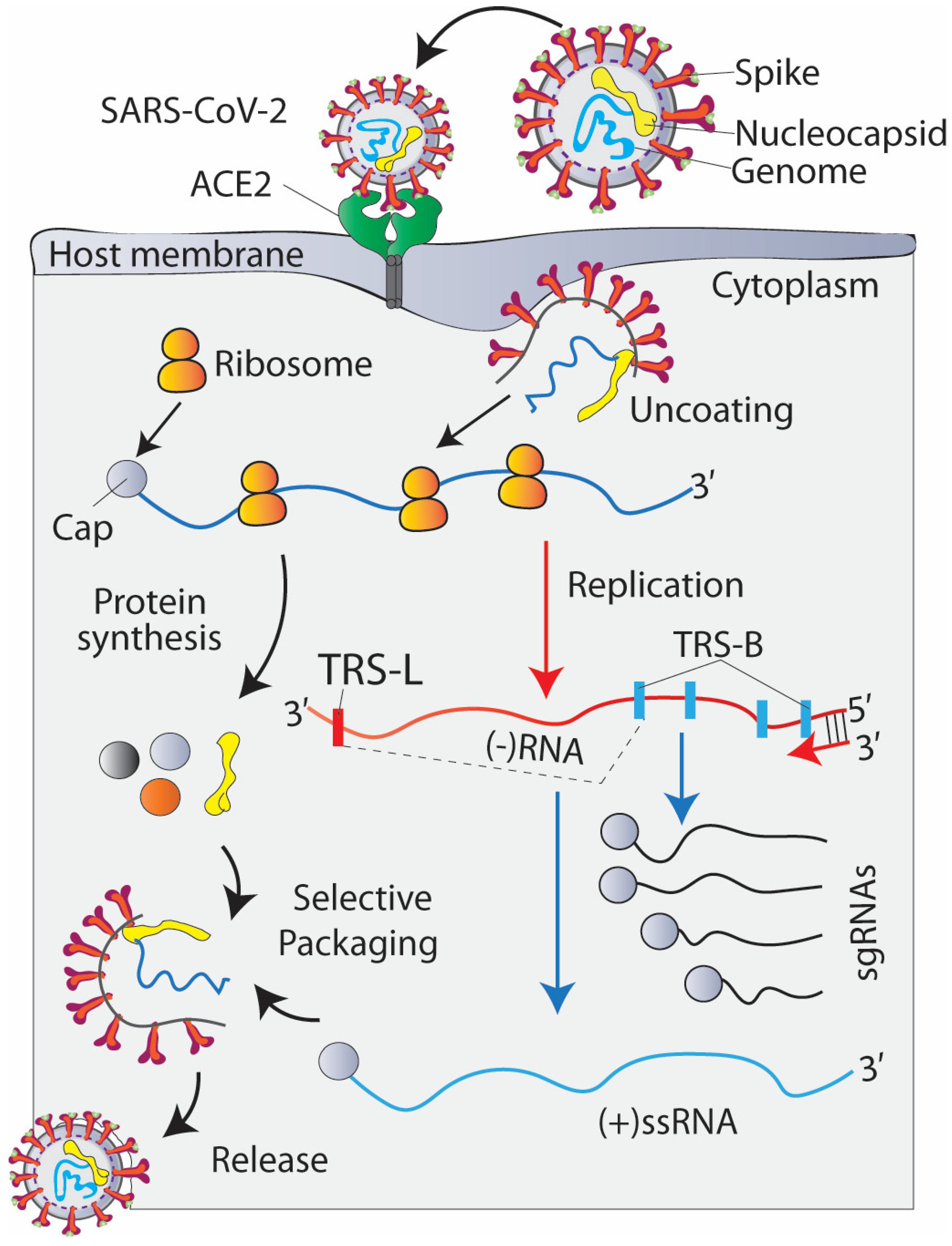 Jcm 12 06079 g001 Jcm 12 06079 g001