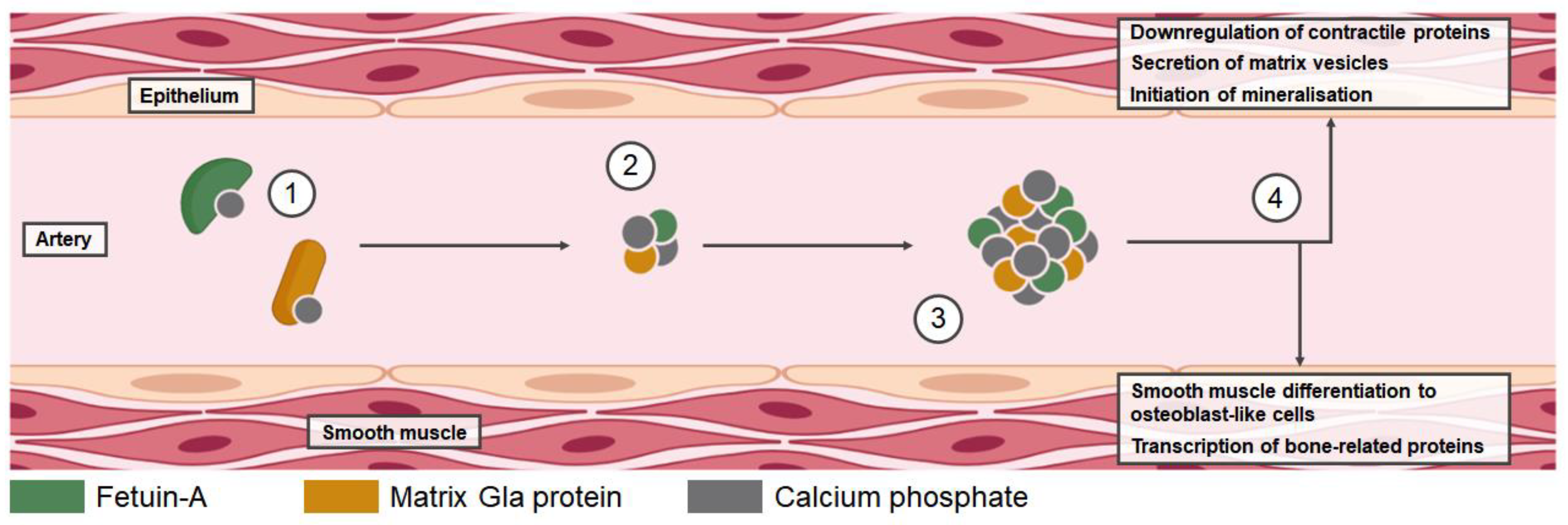 Jcm 12 06306 g002 Jcm 12 06306 g002