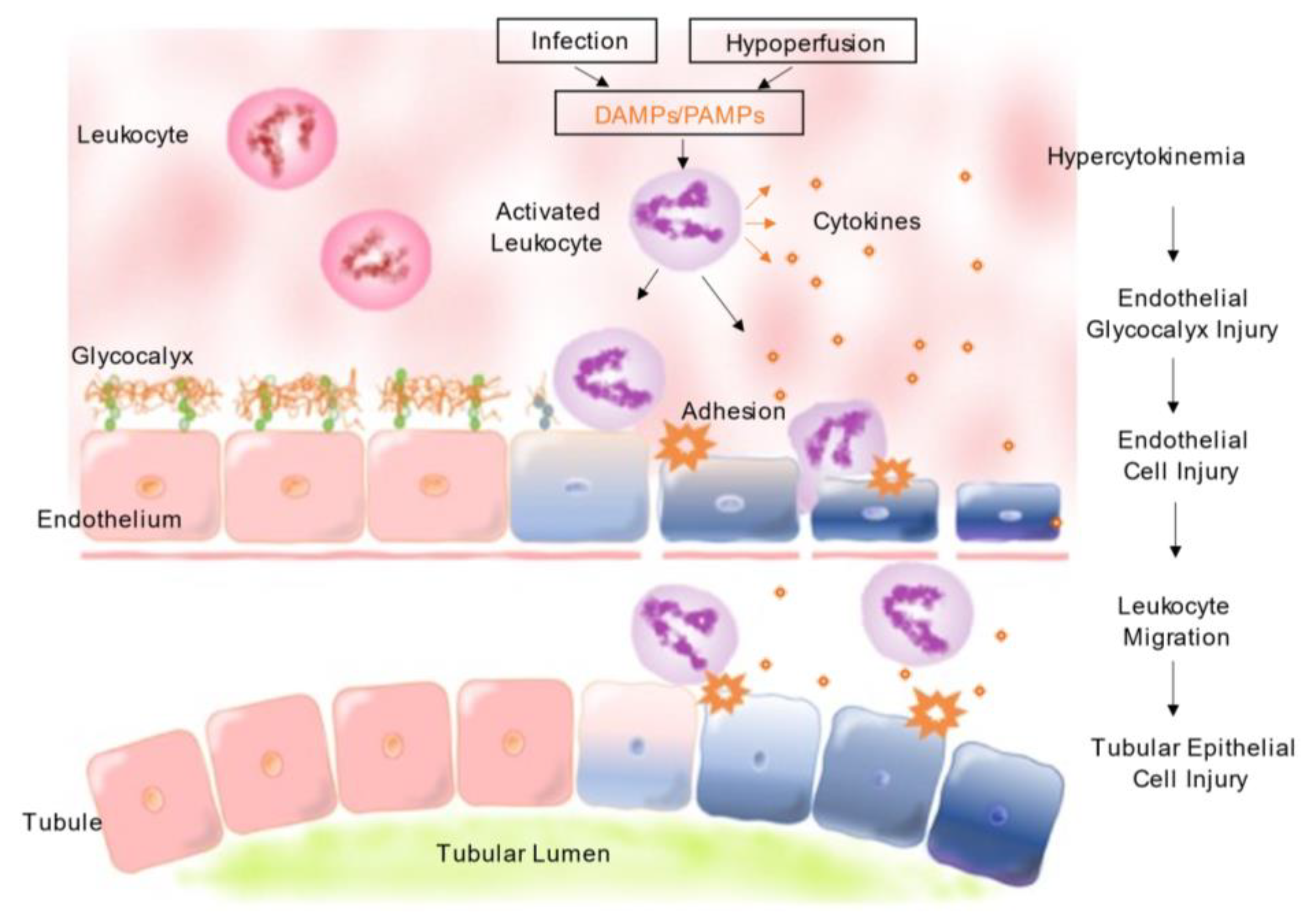 Jcm 12 06388 g001 Jcm 12 06388 g001