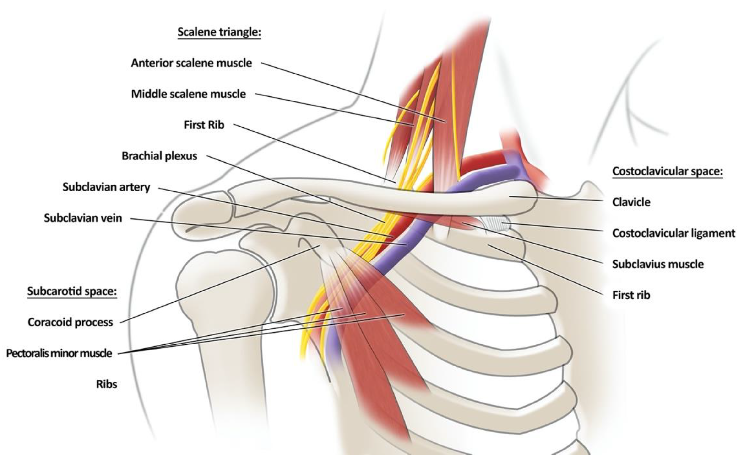 Figure, Illustration of rib cage movements] - StatPearls - NCBI