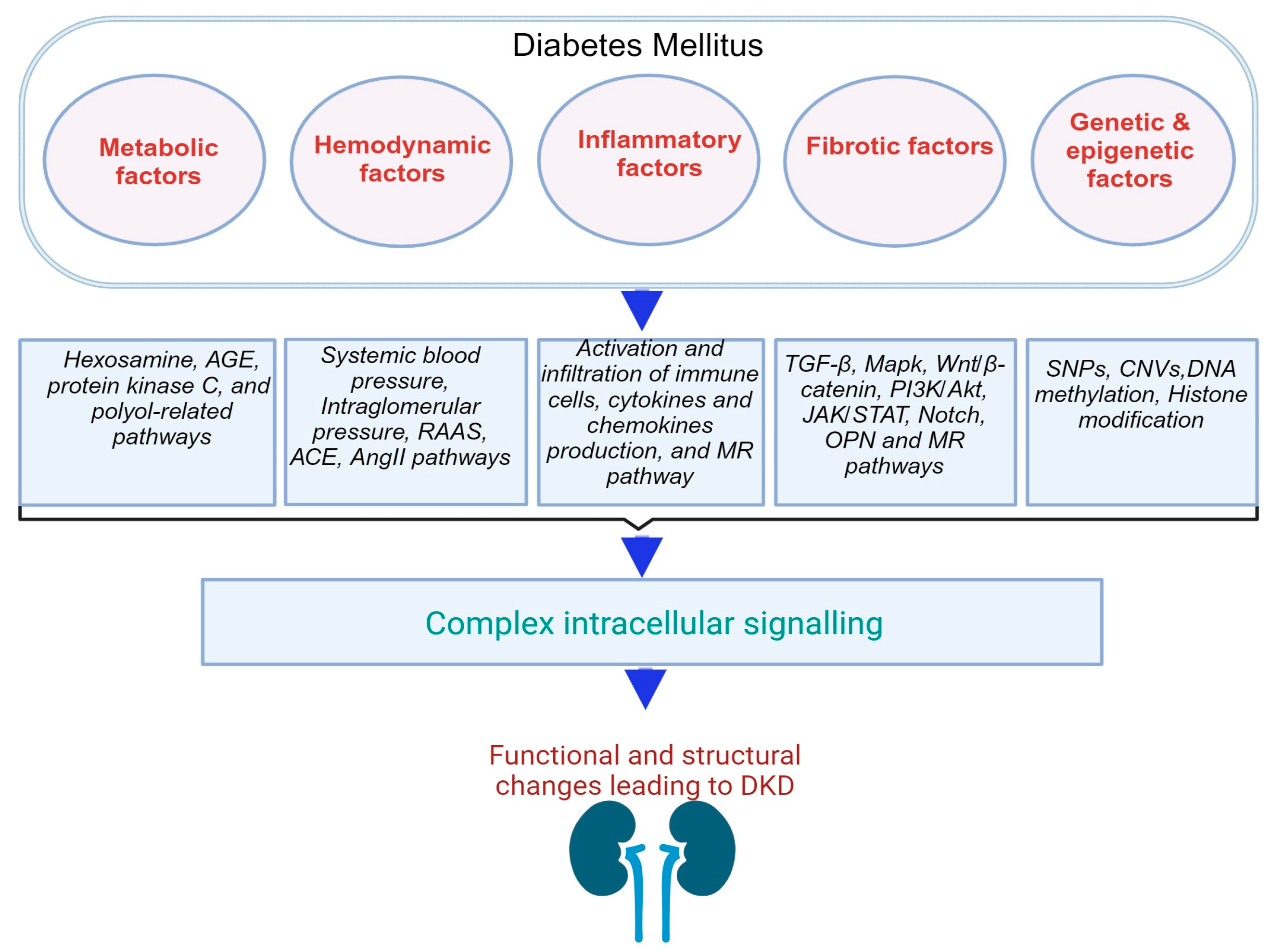 Non-canonical NFκB activation promotes chemokine expression in podocytes