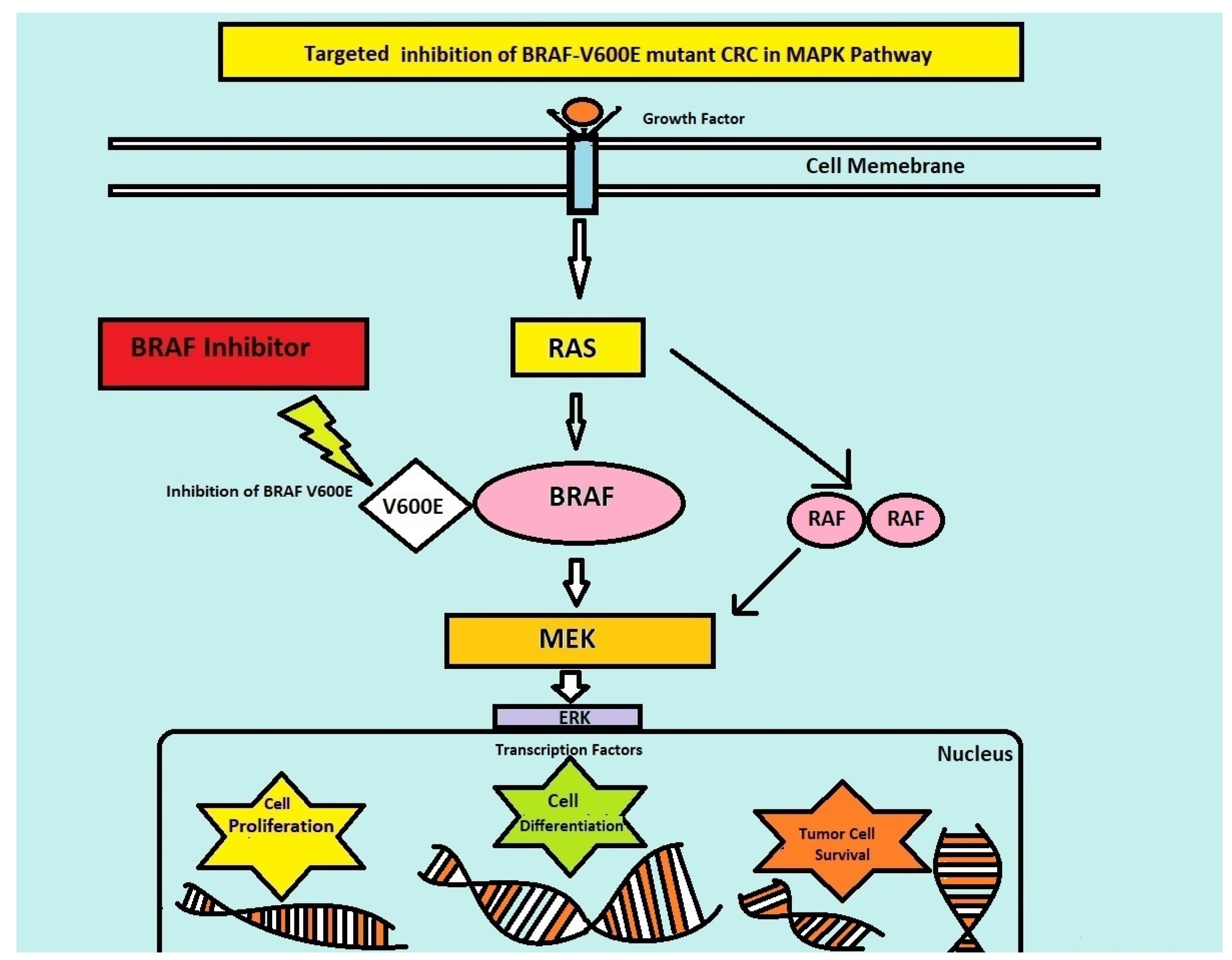 JCM Free FullText BRAF Inhibitors in BRAFMutated Colorectal