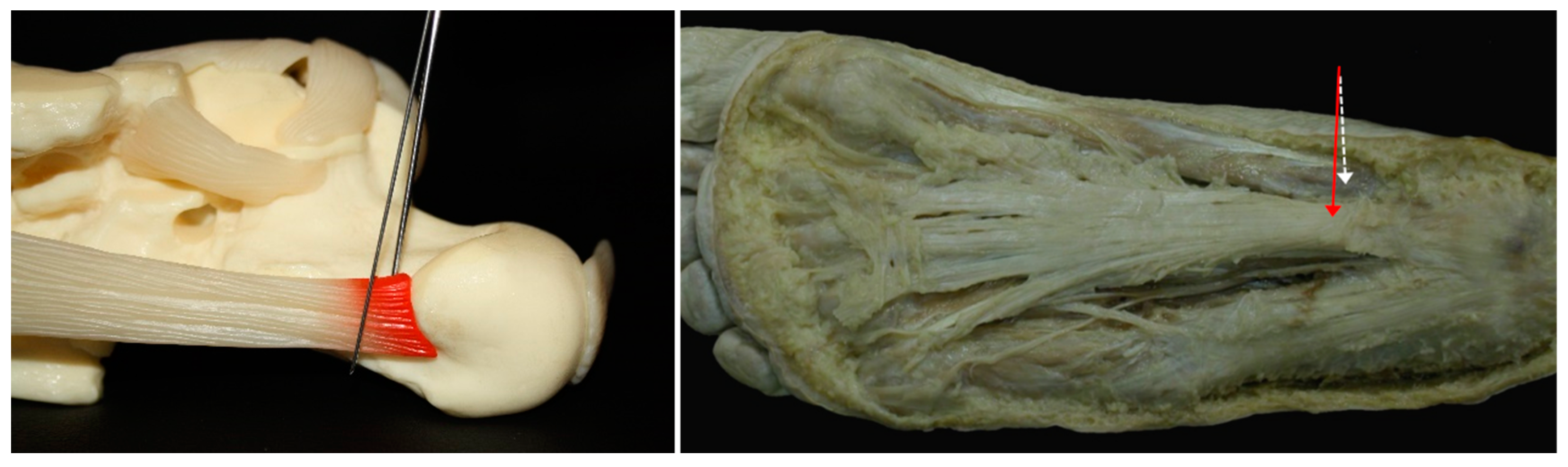 Jcm 13 00170 g004 Jcm 13 00170 g004