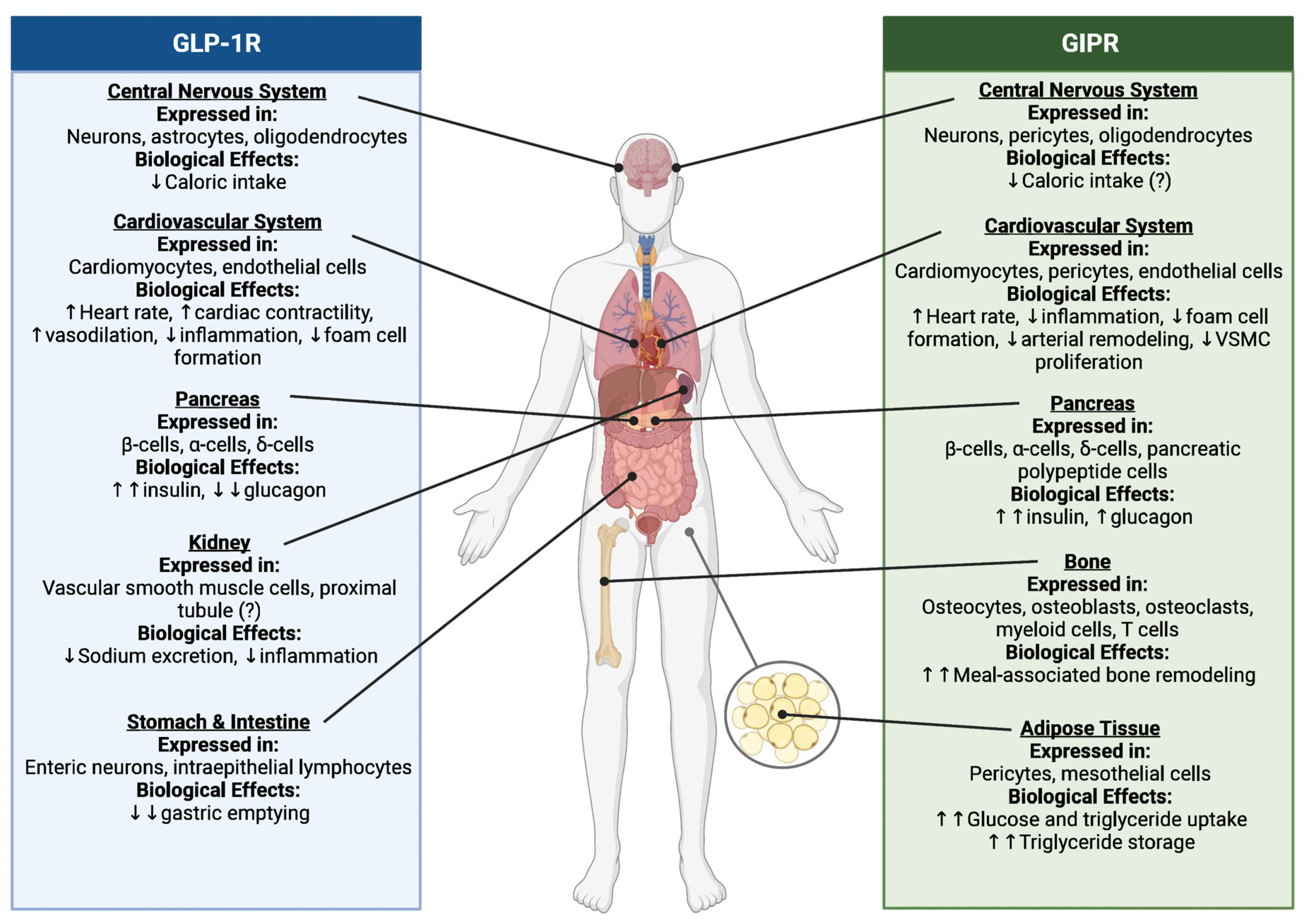 Incretin Therapies for Patients with Type 2 Diabetes and Chronic 