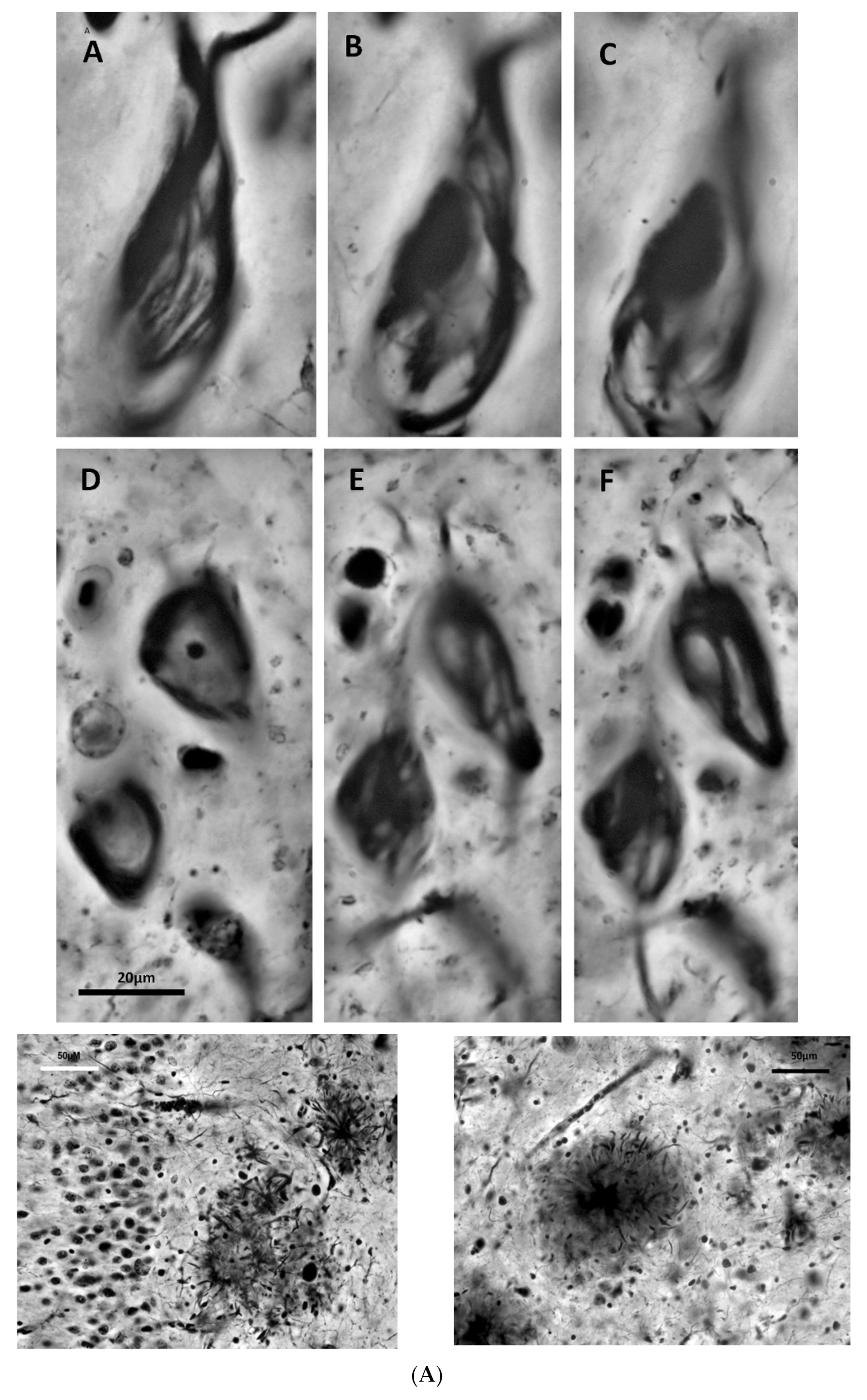 Jcm 13 00536 g002a Jcm 13 00536 g002a