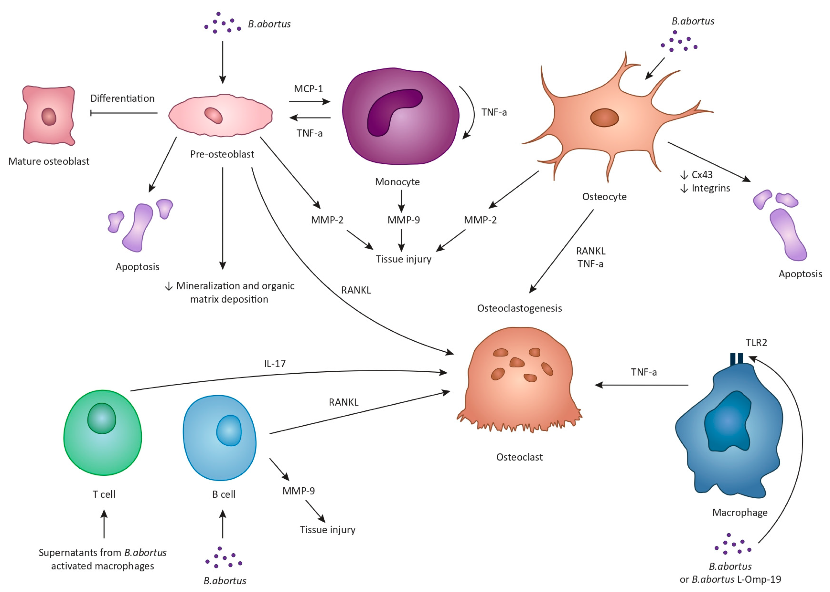 Jcm 13 00595 g001 Jcm 13 00595 g001