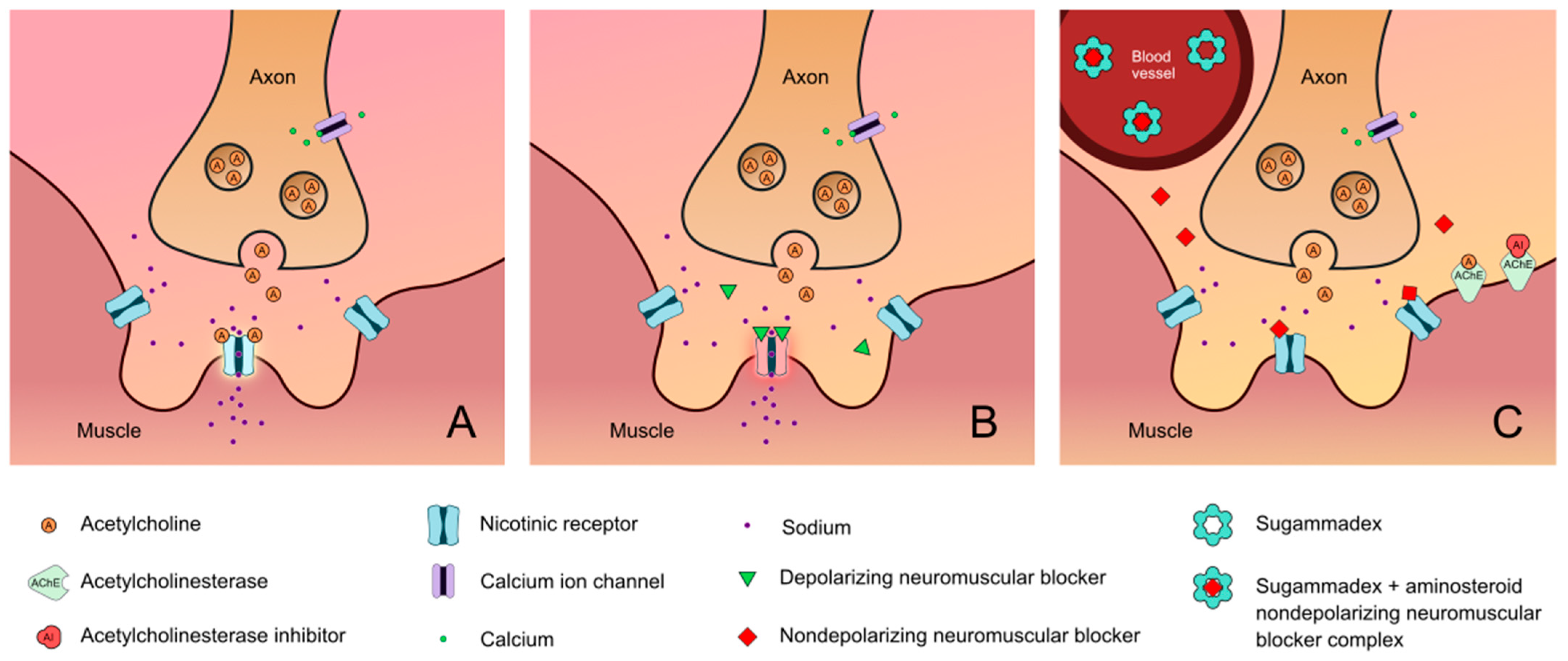 Jcm 13 00861 g001 Jcm 13 00861 g001