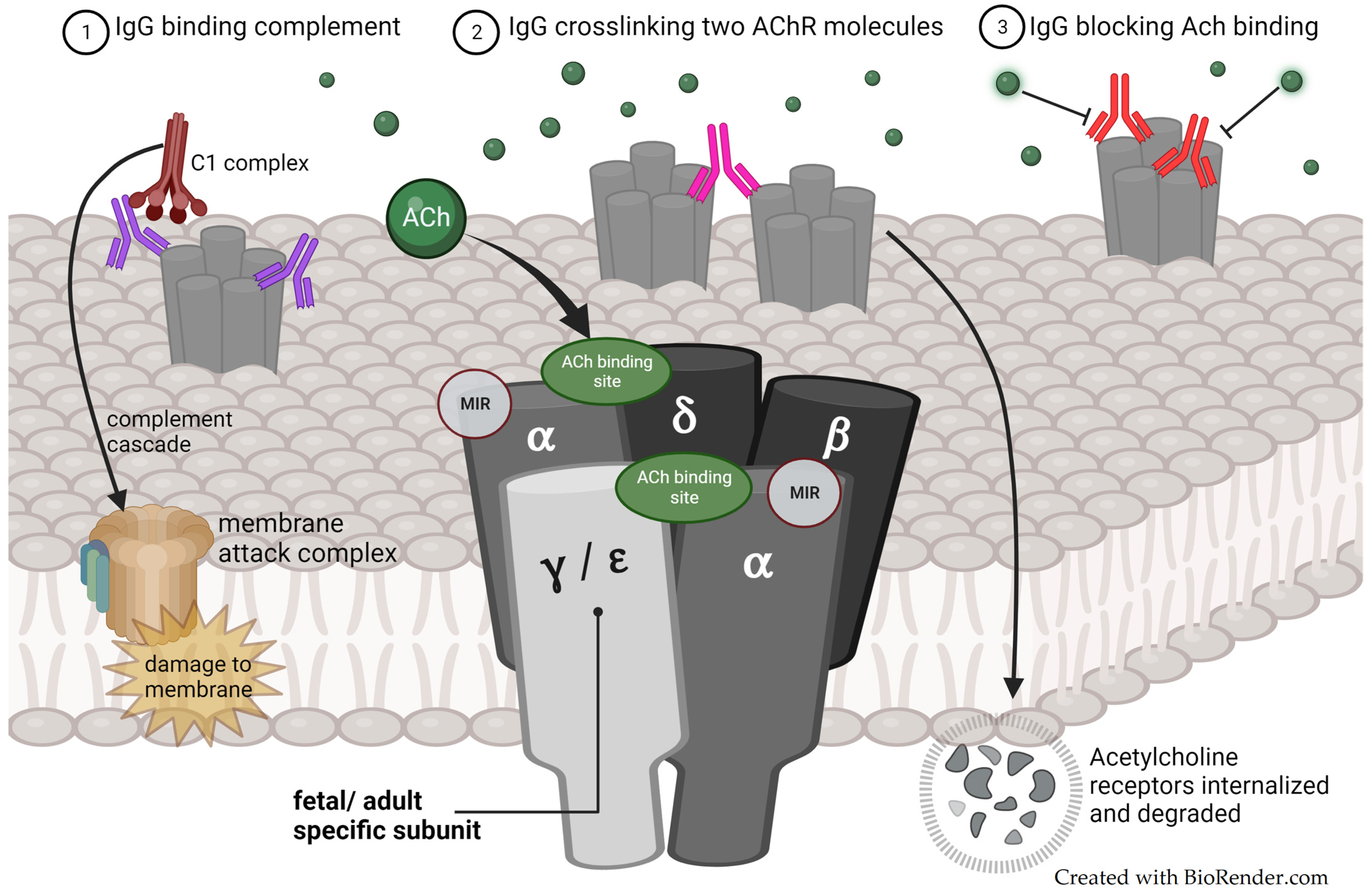 Jcm 13 01136 g001 Jcm 13 01136 g001