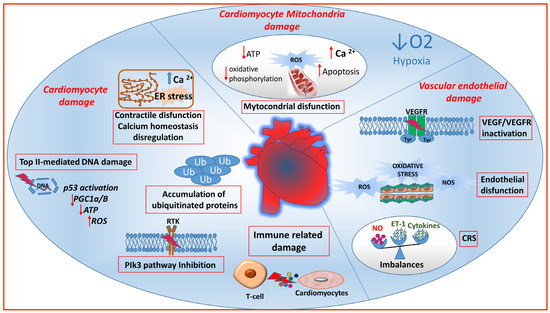 Cardiovascular Toxicity of Antineoplastic Treatments in