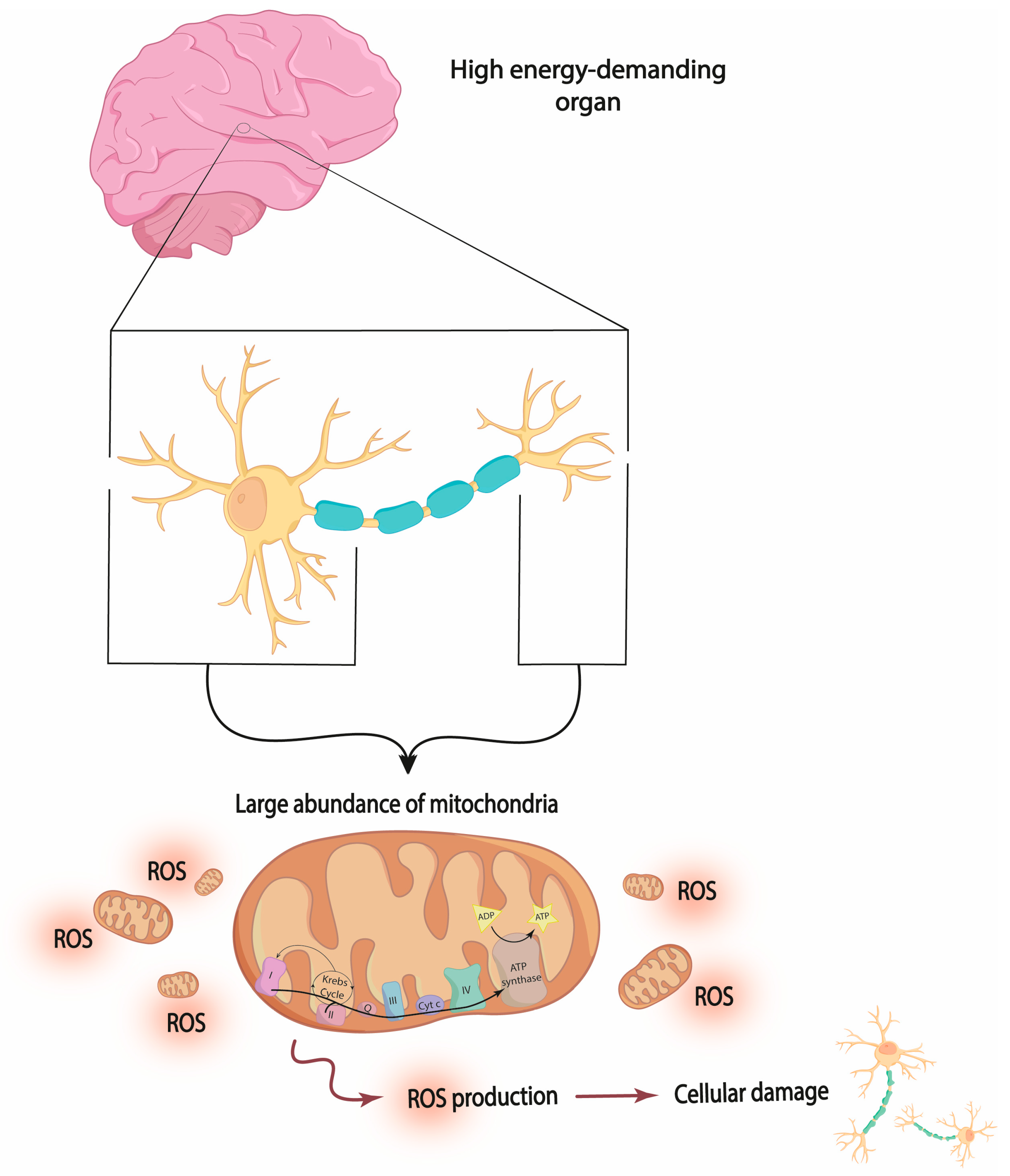 Jcm 13 01727 g001 Jcm 13 01727 g001