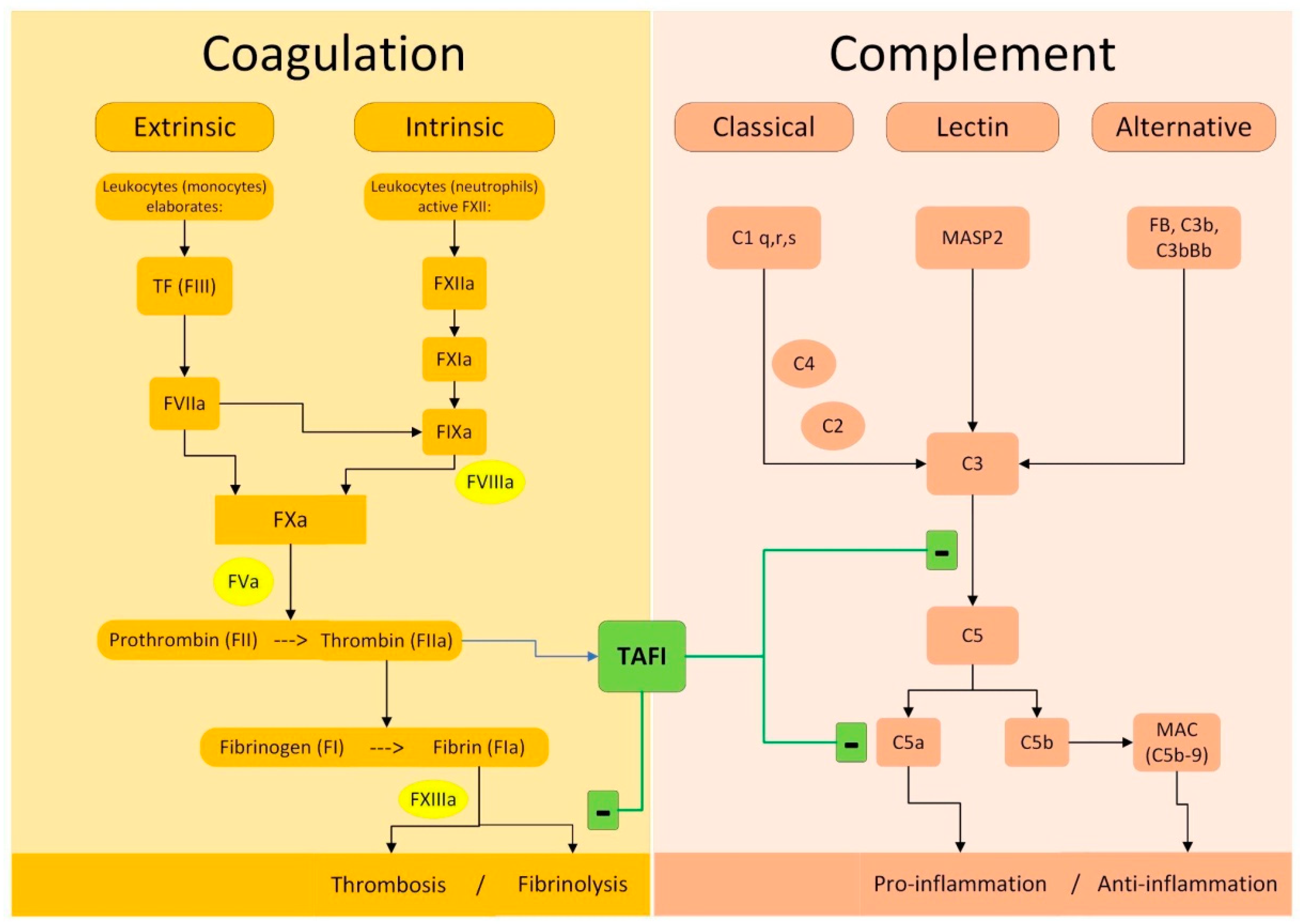 Jcm 13 01952 g002 Jcm 13 01952 g002