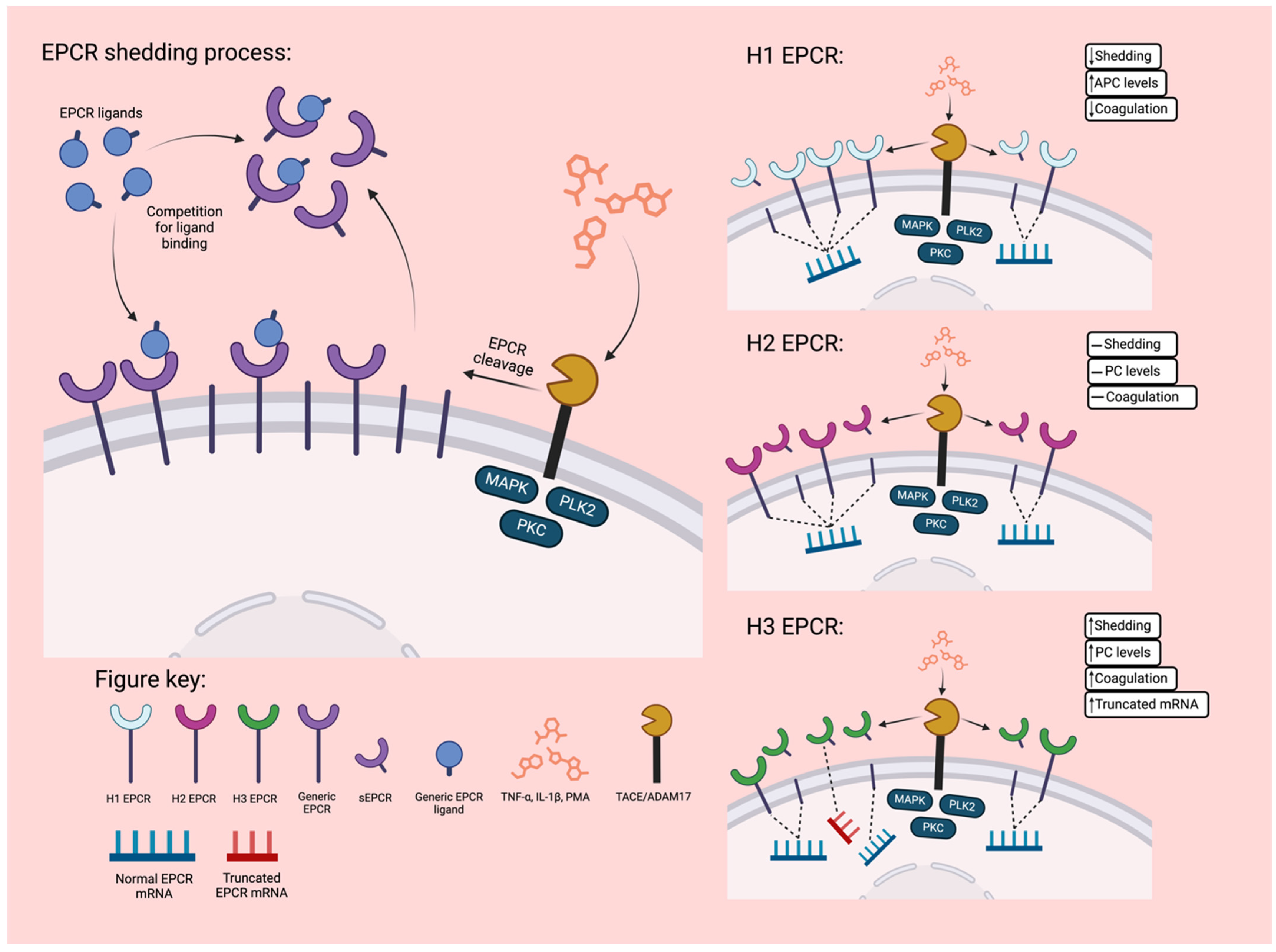 Jcm 13 02030 g002 Jcm 13 02030 g002