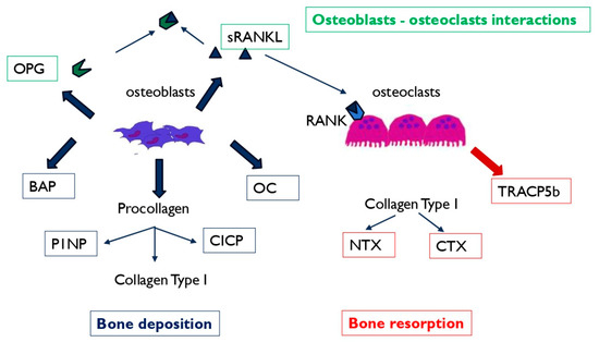 Association between Bone Turnover Markers and Fracture Healing in Long ...