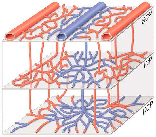 An OCT-A Analysis of the Importance of Intermediate Capillary Plexus in ...