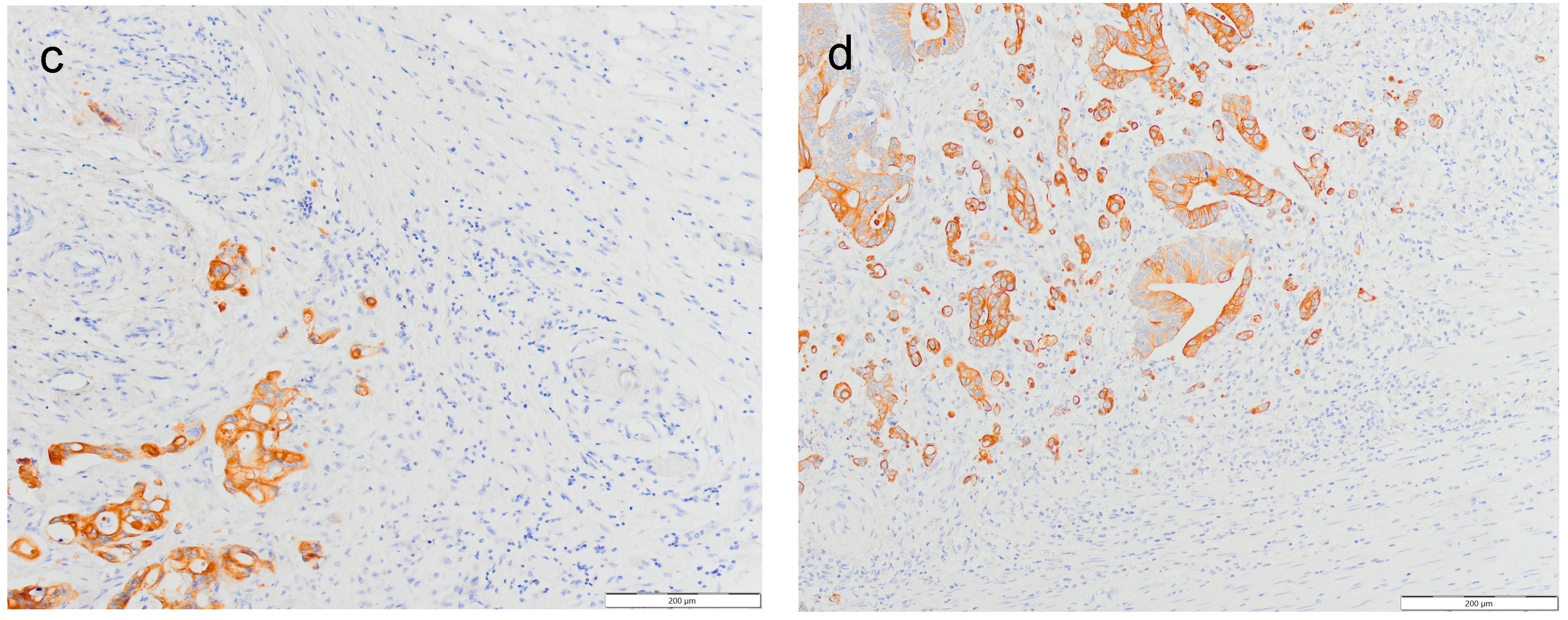 Jcm 13 02583 g001b Jcm 13 02583 g001b